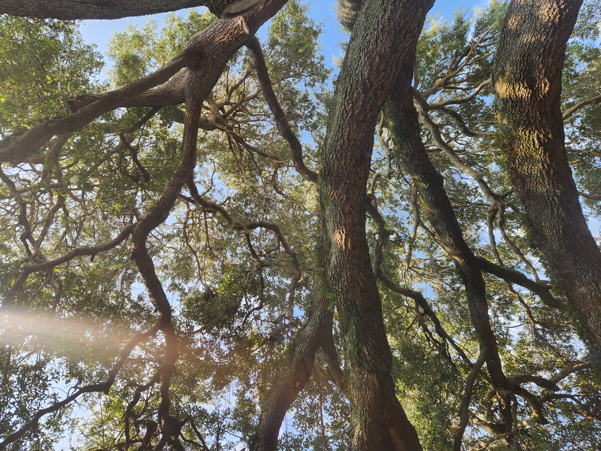 This is a low-angle, wide shot of the canopy of an old, sprawling Live Oak tree. The thick, textured bark of the main trunks and large branches dominates the foreground and midground, with the branches twisting and interlocking, creating a complex network against a clear blue sky. Sunlight filters through the dense green foliage, casting dappled light and creating lens flare in the left portion of the image. The leaves are small and dense, characteristic of Live Oaks. The overall impression is one of established grandeur and natural beauty. The scene appears to be outdoors, likely in a park or a natural setting. The clear sky and the angle of the sun suggest it is daytime, possibly late morning or early afternoon, given the warm quality of the light. There is no visible text. The setting is Altamonte Springs, United States of America.