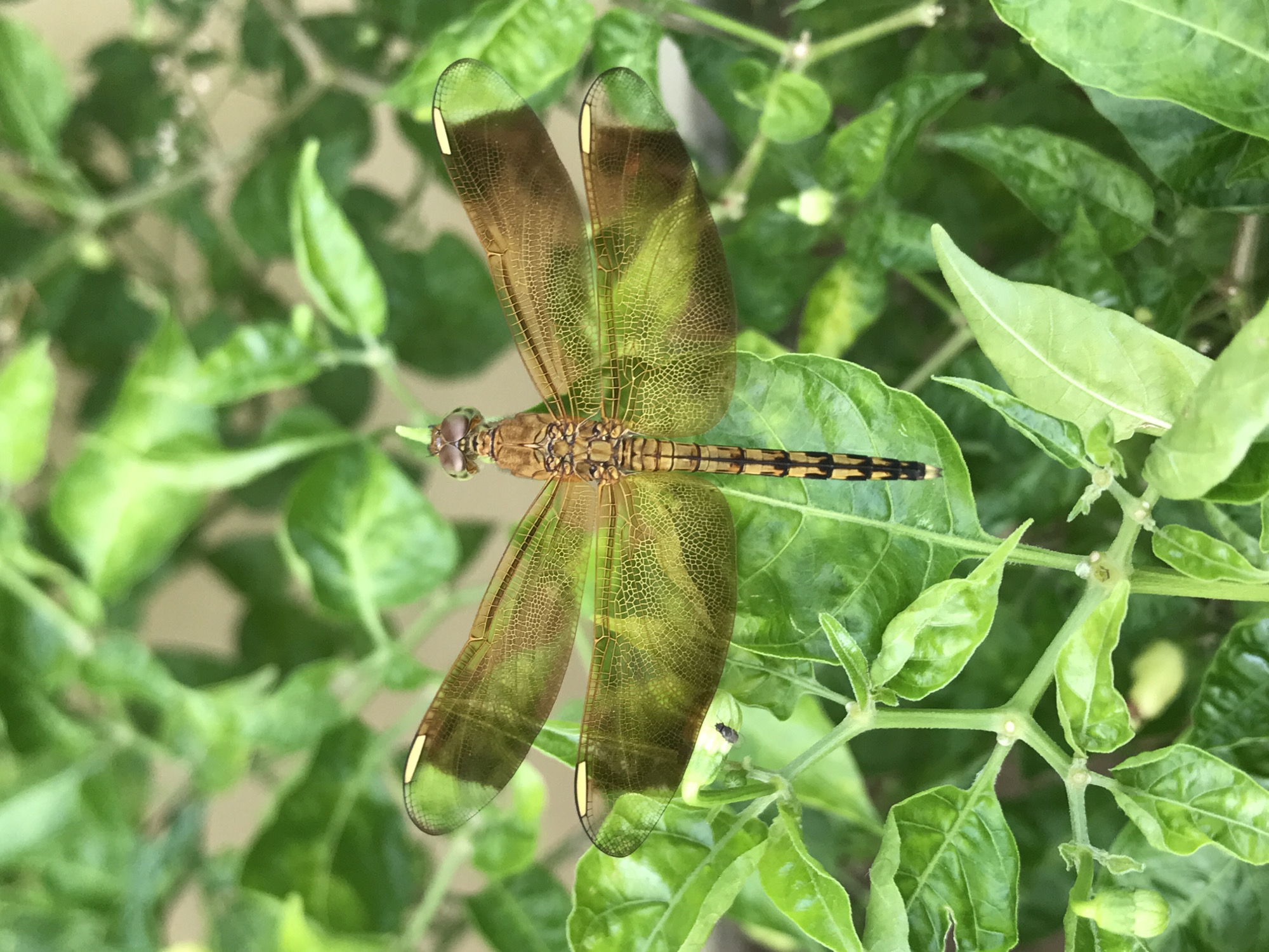 A dragonfly with brownish-green wings, a yellow-striped abdomen, and large multifaceted eyes is perched on a cluster of vibrant green leaves. The dragonfly is positioned horizontally, with its head facing towards the upper-left. The background consists of more green foliage, blurring slightly to create a shallow depth of field. A small black insect is visible on one of the leaves beneath the dragonfly's wing. The location in the city of Lhokseumawe, Indonesia, is not directly discernible from the visual information present.