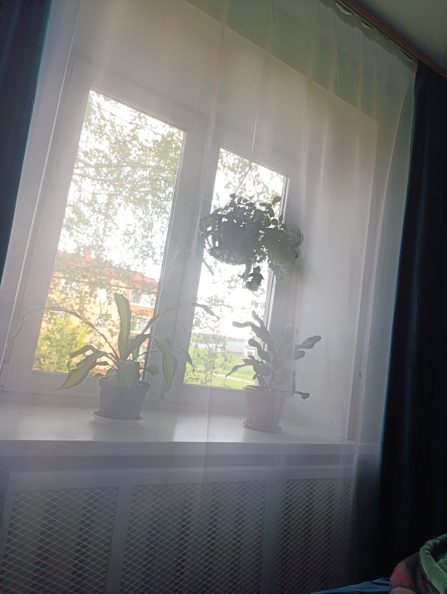 A brightly lit interior scene shows a windowsill with two potted plants. On the left, a plant with long, green, and yellow striped leaves is in a black pot with a white saucer. On the right, a plant with multiple stems and dark green leaves is in a terracotta-colored pot. Above the right plant, a hanging basket filled with trailing green plants is suspended by chains.
The windowsill is white and appears to be above a white radiator with a diamond-patterned grate. Behind the plants, a large window is covered by a sheer white curtain. The window looks out onto trees and buildings, with sunlight streaming through the foliage, creating a bright, diffused effect. Dark green curtains are visible on the far left and right edges of the image.
The image is a photograph taken indoors, likely in a residential setting. Given the context of Tugulym, Russia, this scene depicts a common domestic interior with houseplants and a window view.
