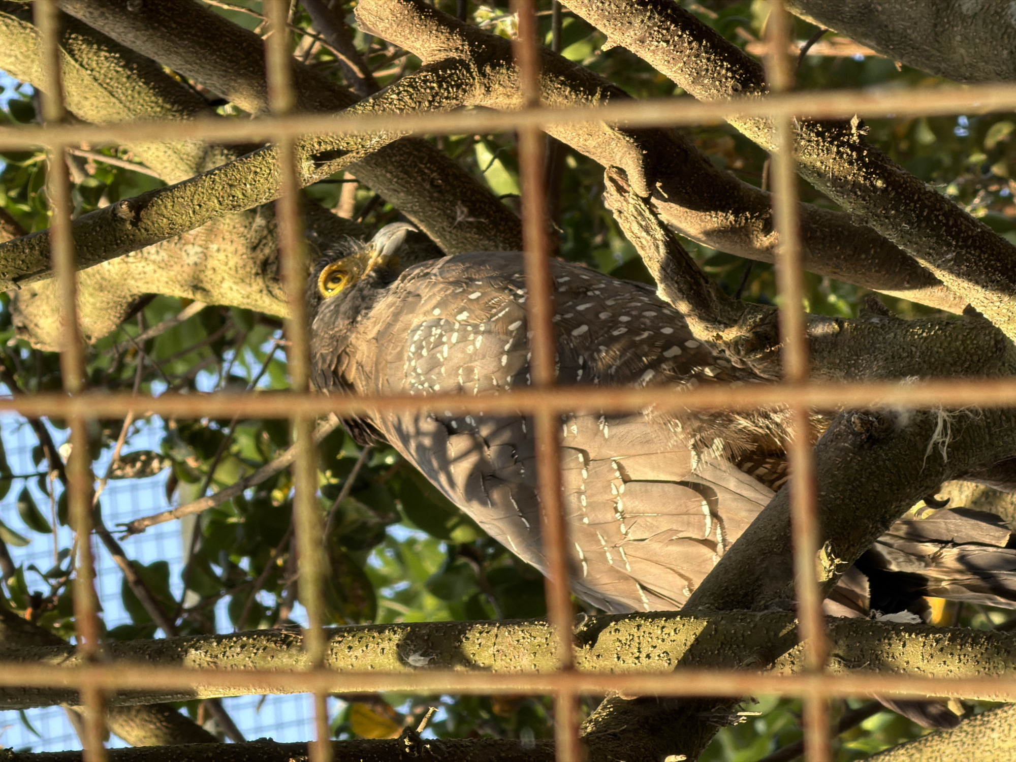 A brown hawk with yellow eyes is perched on a tree branch, partially obscured by a cage. The hawk's feathers are mottled brown and white. The background is filled with green leaves and a blue sky, indicating an outdoor environment. The scene is set in the city of Tempurejo, Indonesia.