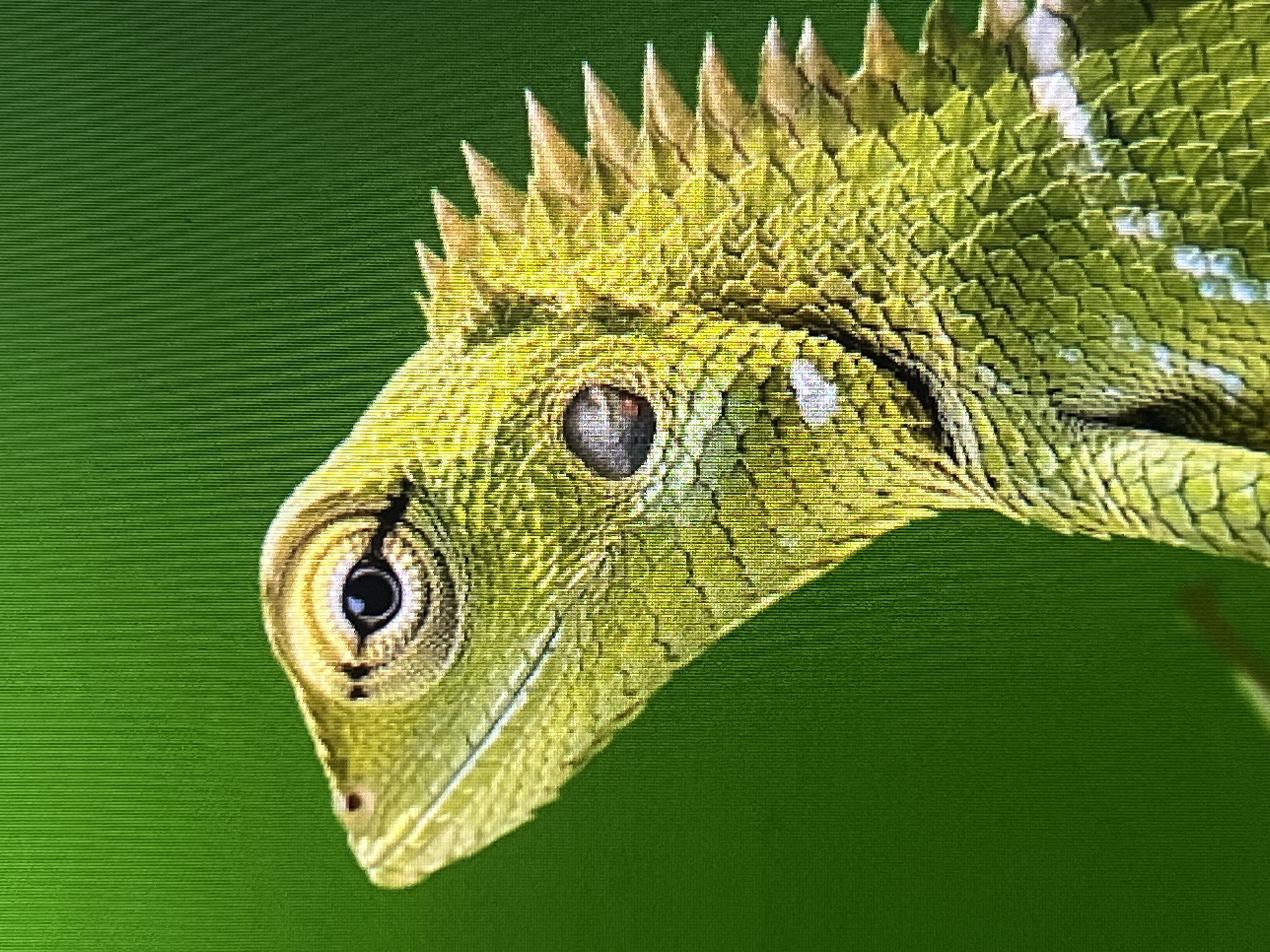 A close-up, side-profile shot shows a bright green lizard with spiky protrusions along its neck and back, set against a solid, blurred green background. The lizard's scales are visible, and it has a prominent eye with a dark pupil and iris. There is no indication of the city of Casablanca, Morocco, or any urban environment in this image.
