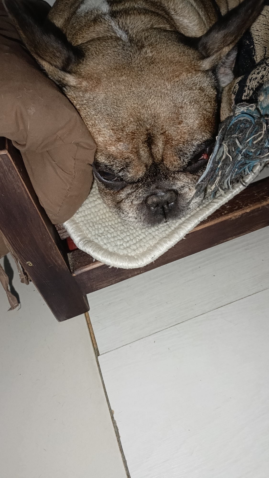 A French bulldog is sleeping on a small mat within a dark wooden chair. The dog is on its side with its head resting on a brown cushion. A patterned blanket is draped over the dog's back. The floor beneath the chair is white and appears to be made of wood planks. There is no indication of the city of Rechytsa, Belarus in the image.