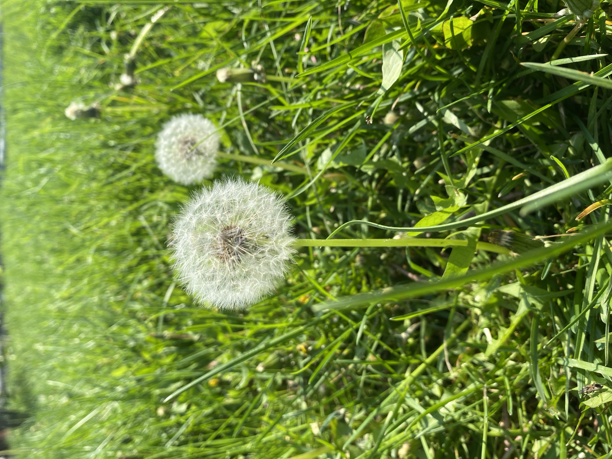 The image depicts a close-up view of a grassy area in Oblivskaya, Russia. Two dandelion seed heads (puffballs) are visible among the green grass blades. The foreground dandelion is in sharp focus, while the second is further away and slightly blurred. Sunlight casts shadows across the scene.