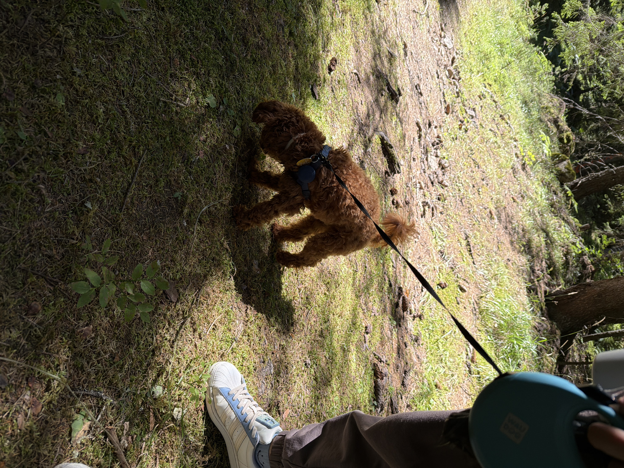 A brown poodle, wearing a blue harness and a round black tag, sniffs the mossy ground in a sun-dappled forest clearing. The dog is attached to a black retractable leash, held by an unseen person whose legs and a white sneaker with blue accents are visible on the right. The ground is covered in a mix of moss, dry leaves, and pinecones. In the background, tall trees and green foliage create a dense forest environment. The scene appears to be located in the city of Sarnitsa, Bulgaria, amidst its natural surroundings.