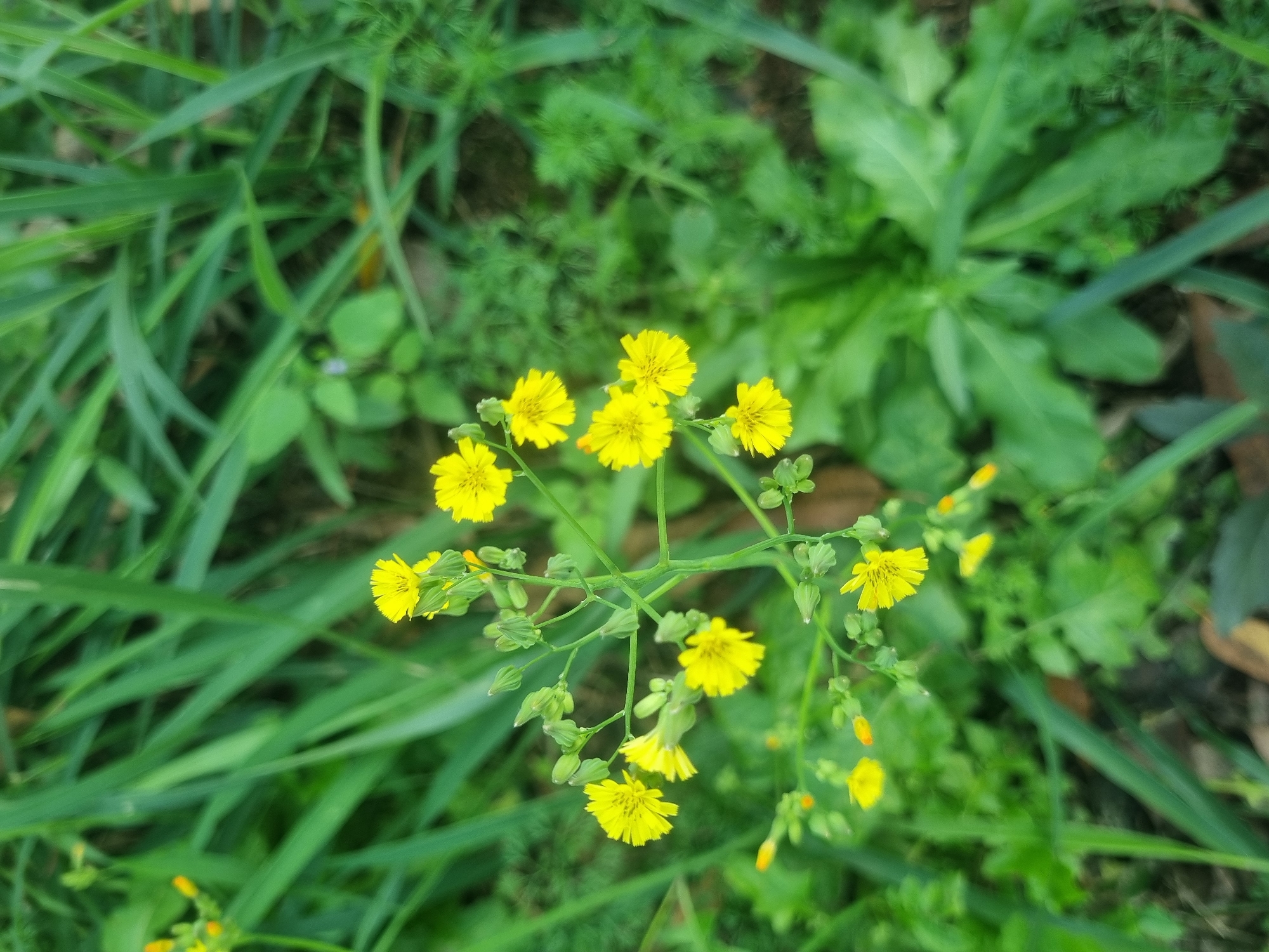 In the city of Laranjal Paulista, Brazil, a close-up, high-angle shot captures a cluster of small, yellow wildflowers growing amongst lush green grass and foliage. The flowers, characterized by their numerous ray florets, are the primary subject, with some appearing fully bloomed and others as developing buds. The background is a soft blur of varying shades of green, indicating a natural, outdoor setting. The overall impression is one of natural beauty, with the delicate yellow blossoms standing out against the verdant backdrop.