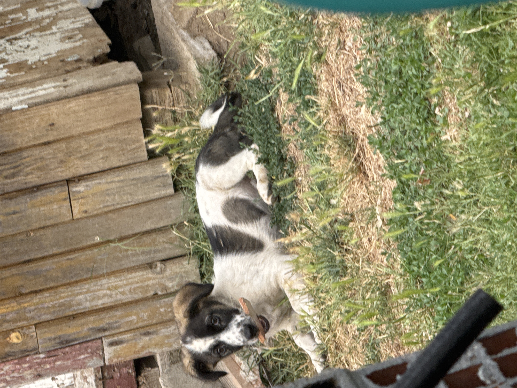 A black and white puppy is lying on the grass in front of a weathered wooden fence. The puppy is holding a small stick in its mouth. The fence is made of vertical wooden planks, some of which are peeling. The grass is a mix of green and dry blades. In the background, there is a dirt area and some rocks. The overall scene appears to be in a yard or rural setting. There is no indication of the city of Sredets, Bulgaria.