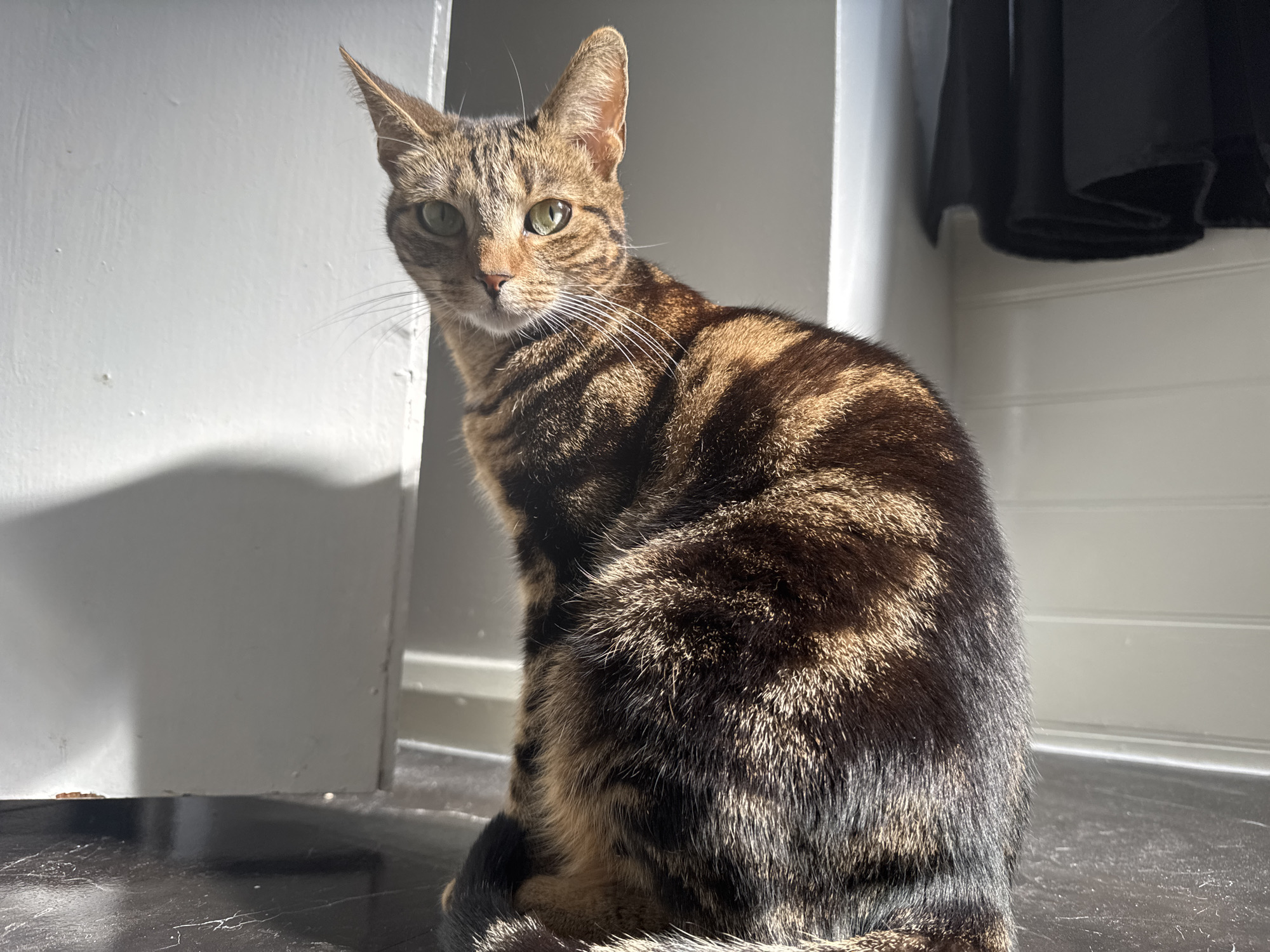 A brown and black tabby cat sits on a dark, shiny floor, looking directly at the camera. The cat is positioned near a white door frame on the left and a hanging dark garment on the right. The background consists of a white wall. The scene appears to be indoors, illuminated by sunlight. No information about the location in the city of Desborough, United Kingdom can be deduced from this image.