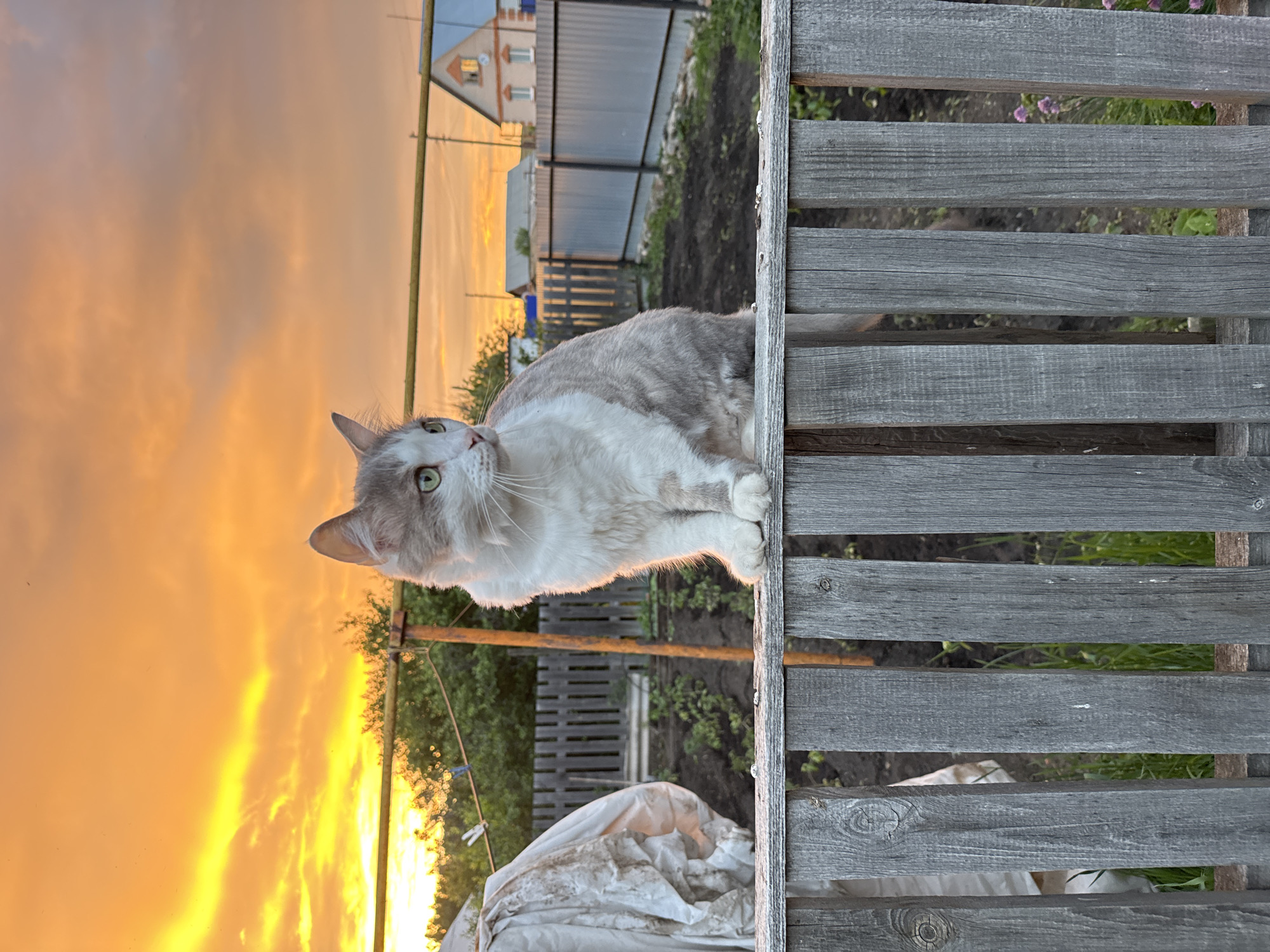 A fluffy, grey and white cat with green eyes sits on a weathered wooden fence. The cat is looking to the right. Behind the cat, a garden with rows of plants is visible, along with a grey wooden fence and houses in the distance. The sky is a vibrant orange and yellow, indicating sunset. The scene appears to be in a rural or suburban area, possibly Starokhalilovo, Russia, given the architectural style of the houses and the presence of a garden.