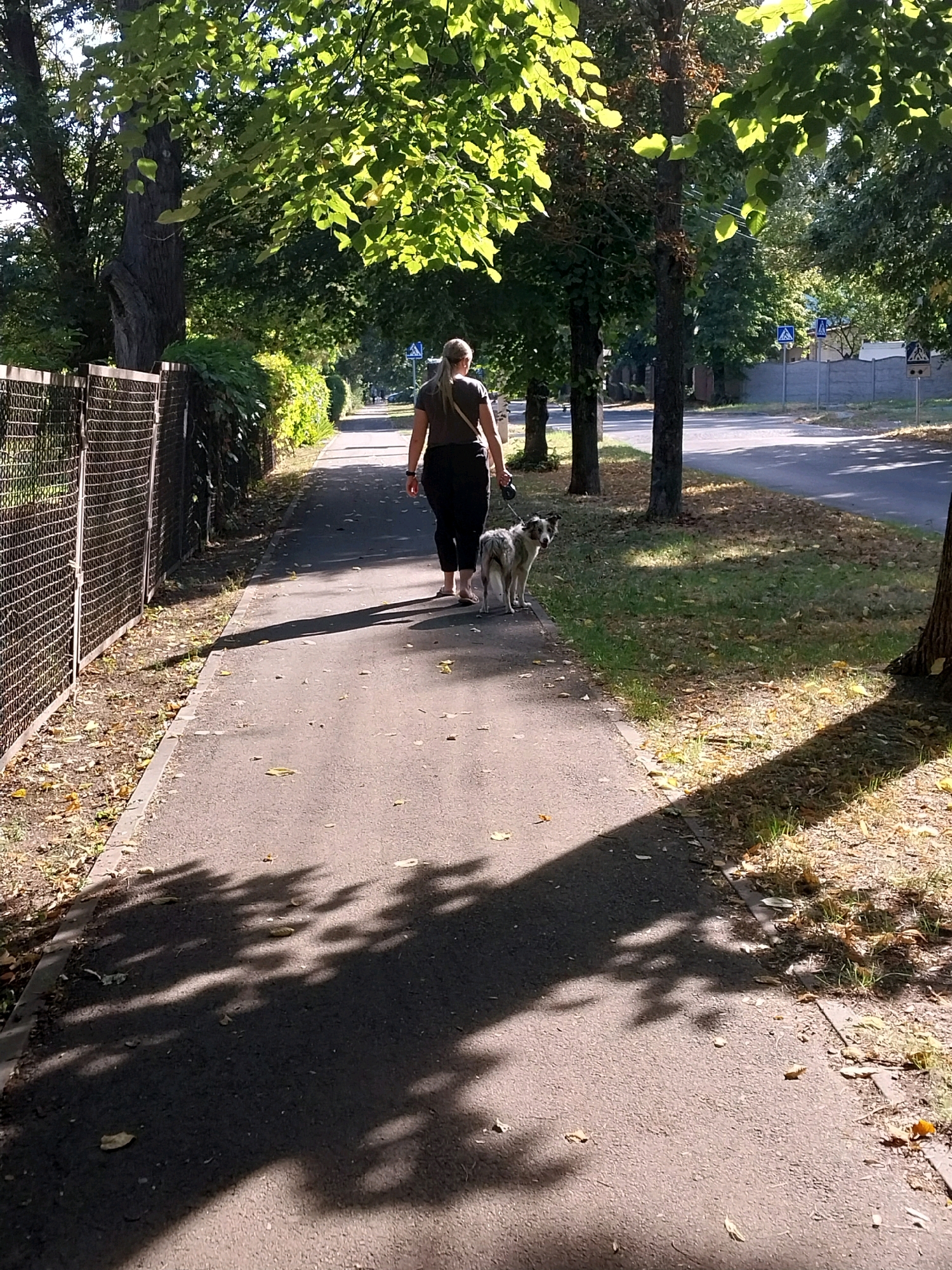 A woman with long blonde hair pulled back is walking a medium-sized, mixed-breed dog on a leash along a paved sidewalk. The dog is gray and white with black markings around its eyes and ears. The woman is wearing dark pants and a dark top. They are walking away from the camera on a sun-dappled sidewalk lined with trees on the left and a street on the right. The sidewalk is bordered by a chain-link fence on the left, separating it from a grassy area with fallen leaves. Shadows of tree leaves are cast across the sidewalk. The background shows more trees, a street with traffic signs and a pedestrian crossing, and buildings in the distance. The scene appears to be in a suburban or park-like area of Doslidne, Ukraine.