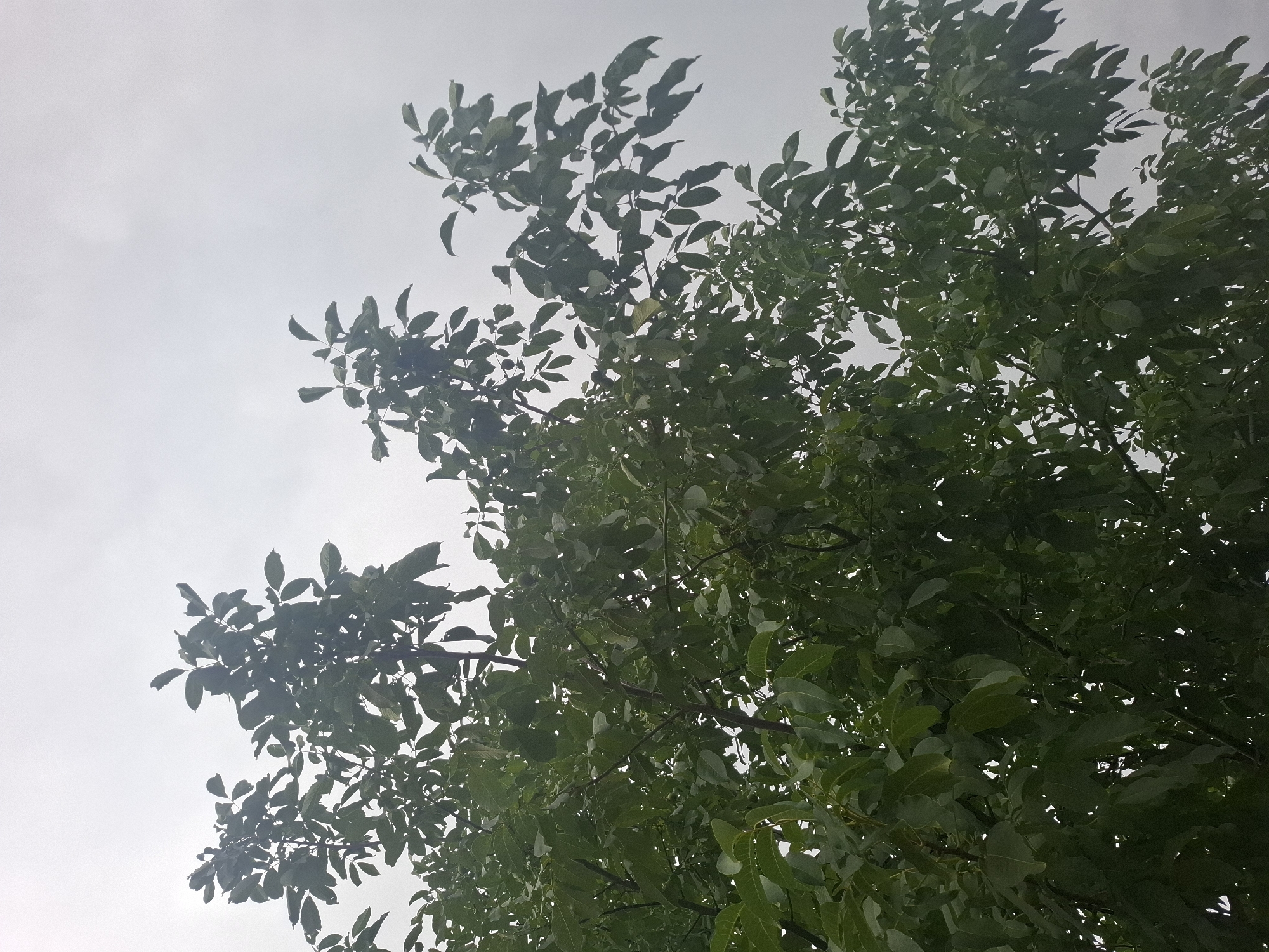 The image is a low-angle shot looking up at the dense canopy of a tree, likely a walnut tree, against a heavily overcast sky. The leaves are a deep green, with some appearing darker due to shadows and the dull lighting. The branches are visible through the foliage, appearing dark and textured. The sky is a uniform pale gray, suggesting a cloudy or possibly rainy day. There are no people or man-made objects visible in the frame. The scene appears to be an outdoor natural environment, consistent with a park or garden setting within the city of Almaty, Kazakhstan.