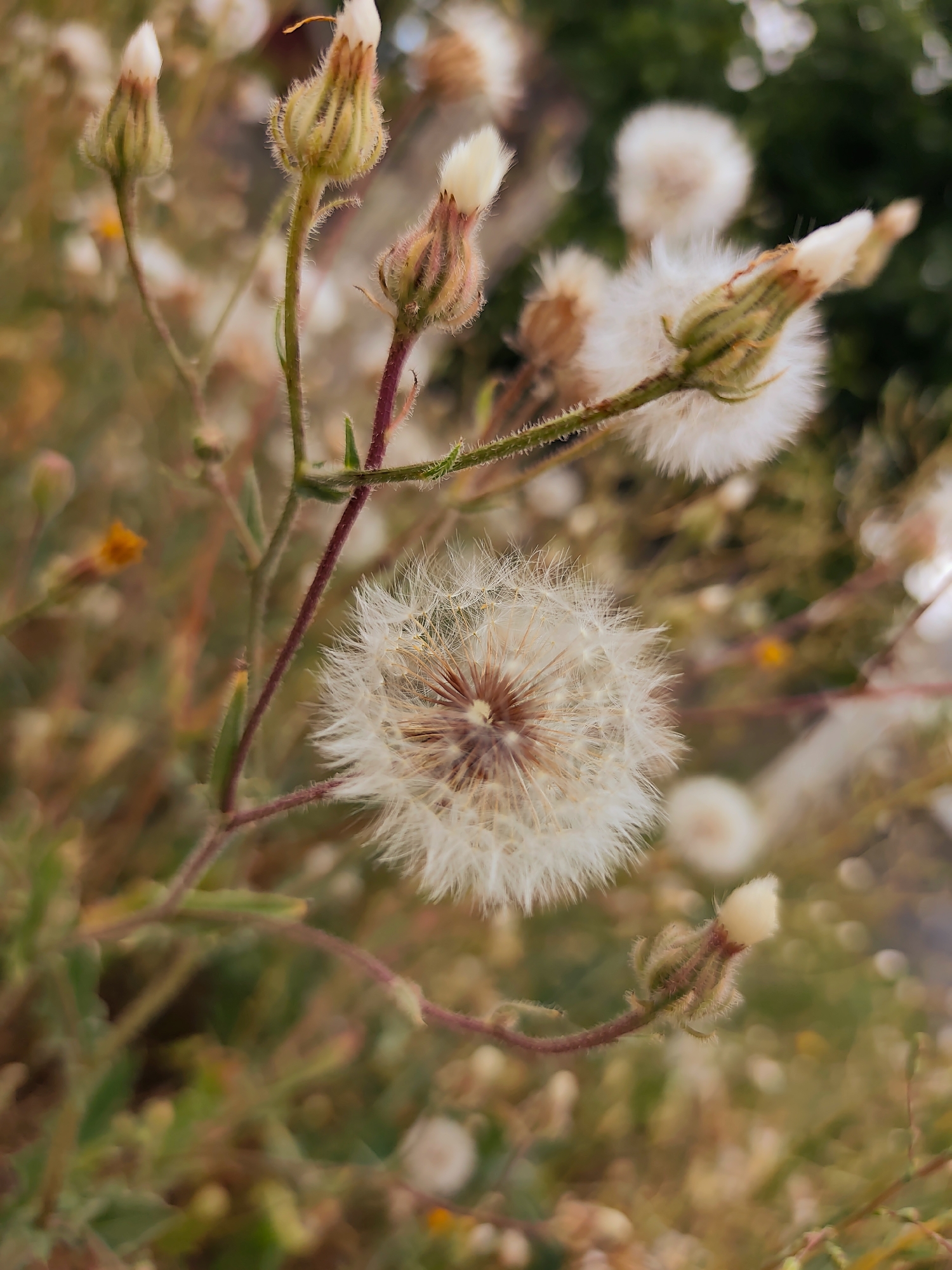 The image is a close-up, vertical shot of a cluster of dandelion-like seed heads and developing flower buds. The main subject is a fully formed seed head in the center foreground, with delicate white filaments radiating outwards from a central brown disk. To its right and slightly behind, another seed head is partially visible, appearing softer and more out of focus. Above and to the left of the central seed head are several unopened flower buds, their tips white and their bodies greenish-yellow, covered in fine hairs. The stems are thin and reddish-brown, with some green foliage visible in the background. The overall color palette is muted, dominated by whites, greens, and browns, with a soft, diffused light. The background is blurred, creating a shallow depth of field that emphasizes the foreground subjects. The location is noted as Goyany, Moldova, but the image itself does not contain any specific visual cues that would definitively place it within a city or urban environment; it appears to be a natural or semi-natural setting, such as a field or garden. There are no people or actions depicted in the image.