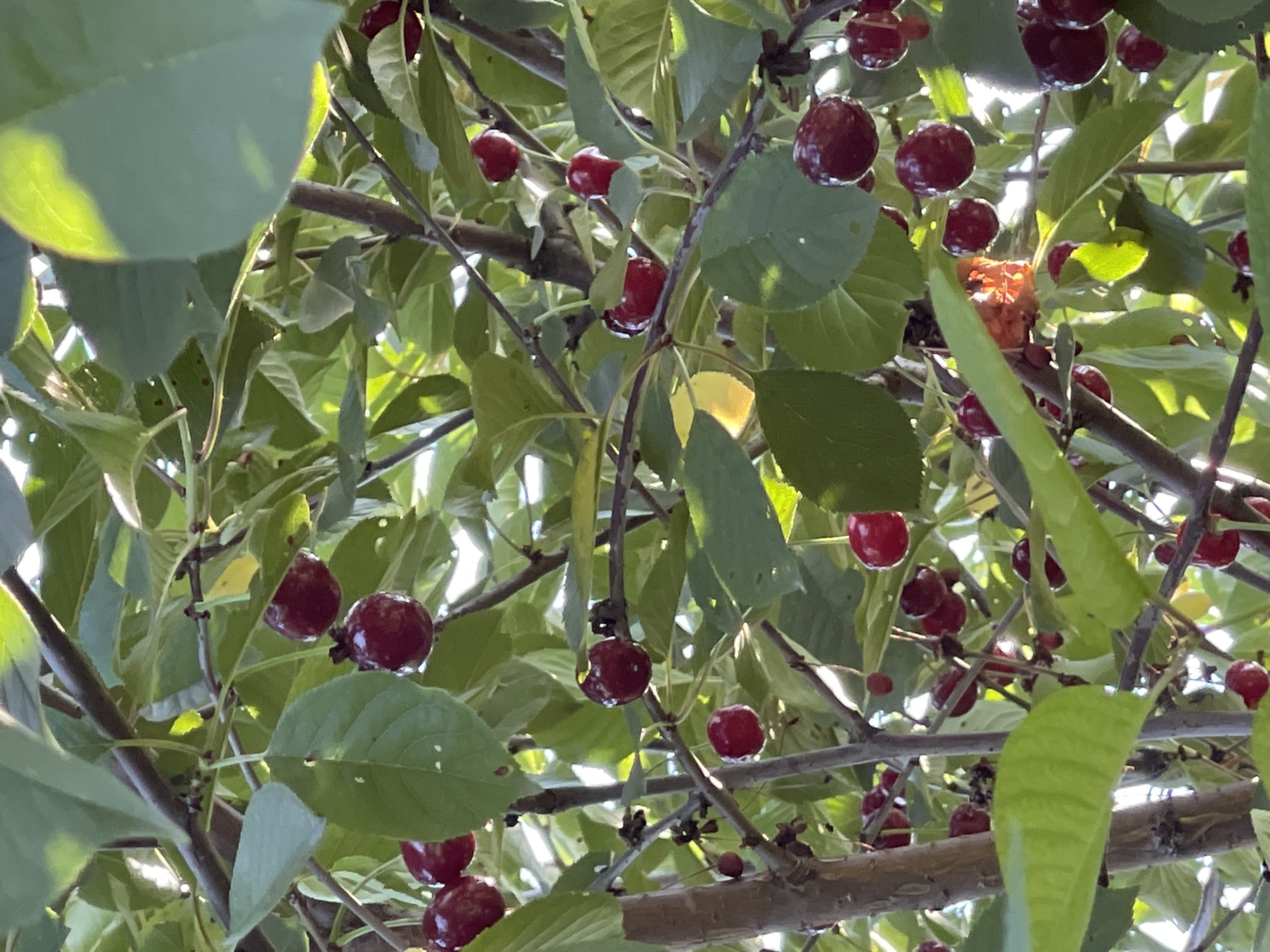 This is a medium-angle, eye-level shot looking up into the branches of a cherry tree laden with ripe, dark red cherries. The scene is dappled with sunlight, suggesting a bright, clear day. The focus is on the fruit and the intricate network of branches and green leaves. Some cherries appear to be glistening, possibly from dew or recent rain. The overall impression is one of abundance and ripeness, evoking a sense of summer or early autumn. The setting appears to be outdoors, possibly in a garden or orchard in Donskoye, Russia, given the provided location context. There are no people or visible text in the image.