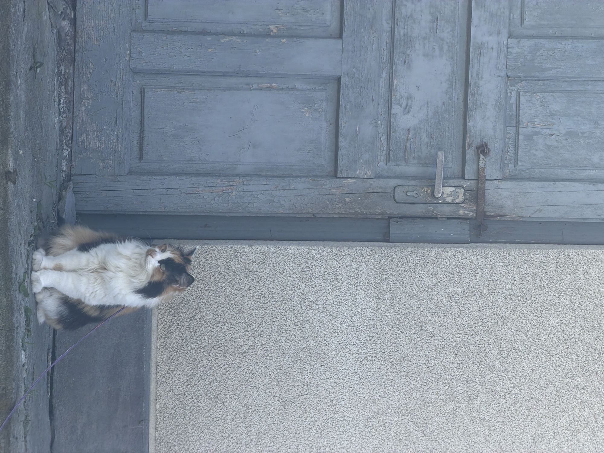 A calico cat is sitting on a concrete ledge next to a weathered blue wooden door and a textured gray wall. The cat is facing left, looking away from the camera. A thin purple leash is attached to the cat's collar. The door has a metal latch and a silver door handle. The wall appears to be stucco. The ground is rough concrete with small weeds growing.