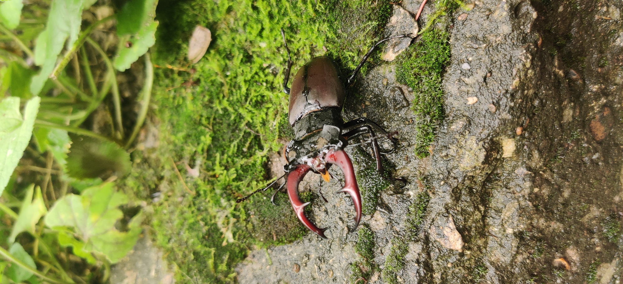 A male stag beetle is centered on a damp, moss-covered rock surface in Vadul lui Voda, Moldova. The beetle, dark brown with prominent reddish-brown mandibles, rests diagonally with its head towards the lower left. Its segmented antennae and legs are visible. The entire subject and its immediate environment are wet, with visible water droplets adhering to the beetle's exoskeleton, the vivid green moss, and the greyish-brown rock. The background features blurred green foliage from various broad-leafed plants, indicating a natural, outdoor setting under ambient daylight. No other animate subjects or human presence are depicted.