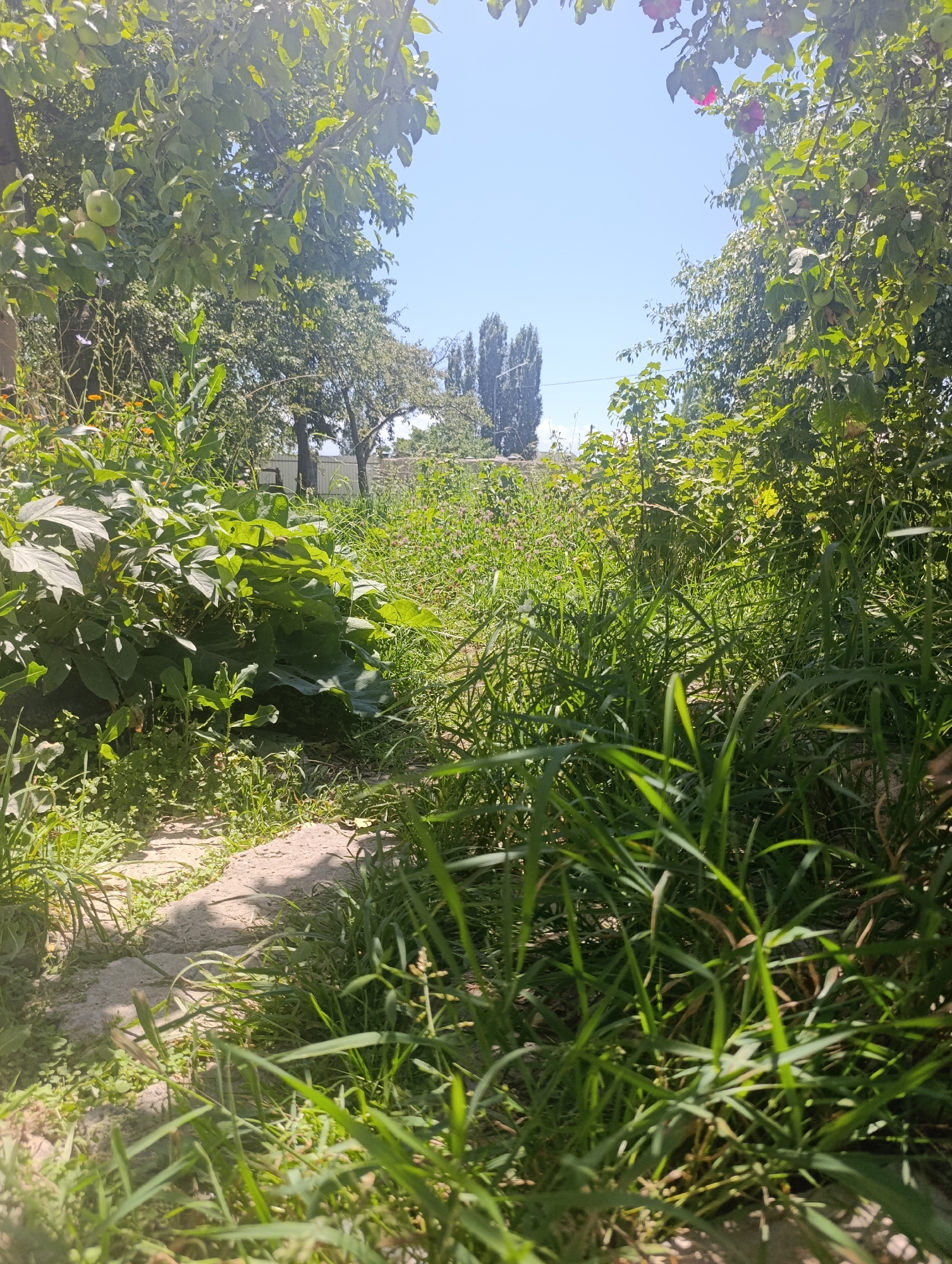 The image depicts a sunlit, overgrown backyard in Bosteri, Kyrgyzstan. A stone path is visible on the left, partially obscured by tall green grass and foliage. Lush green leaves and branches from trees and bushes frame the scene from the top and sides. In the background, several tall, slender trees with dark bark stand against a clear blue sky. A white fence is faintly visible behind the vegetation. The overall impression is one of a neglected but vibrant natural space.