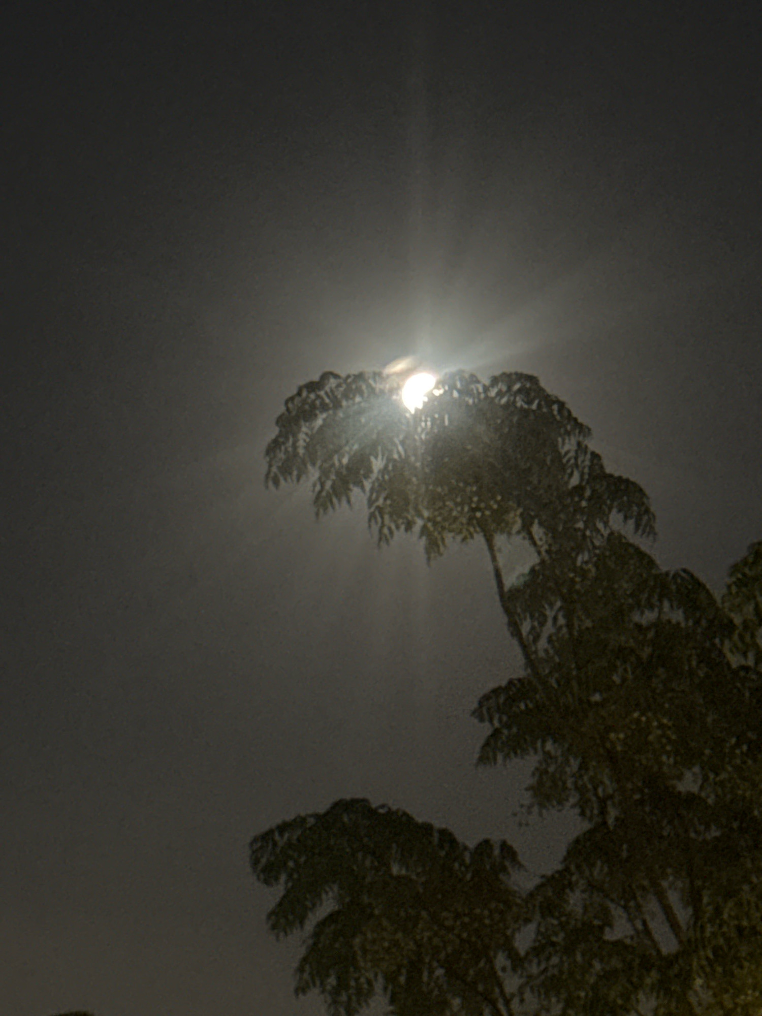 The image captures a night scene in Ramat Gan, Israel, dominated by a bright moon partially obscured by tree branches. The moon is a prominent light source, emitting rays that create a halo effect around it and illuminate the surrounding foliage. The trees, silhouetted against the night sky, have dense clusters of leaves. The overall atmosphere is somewhat hazy, with the sky appearing dark gray. The image focuses on the interplay of light and shadow, highlighting the moon's brilliance against the natural elements.