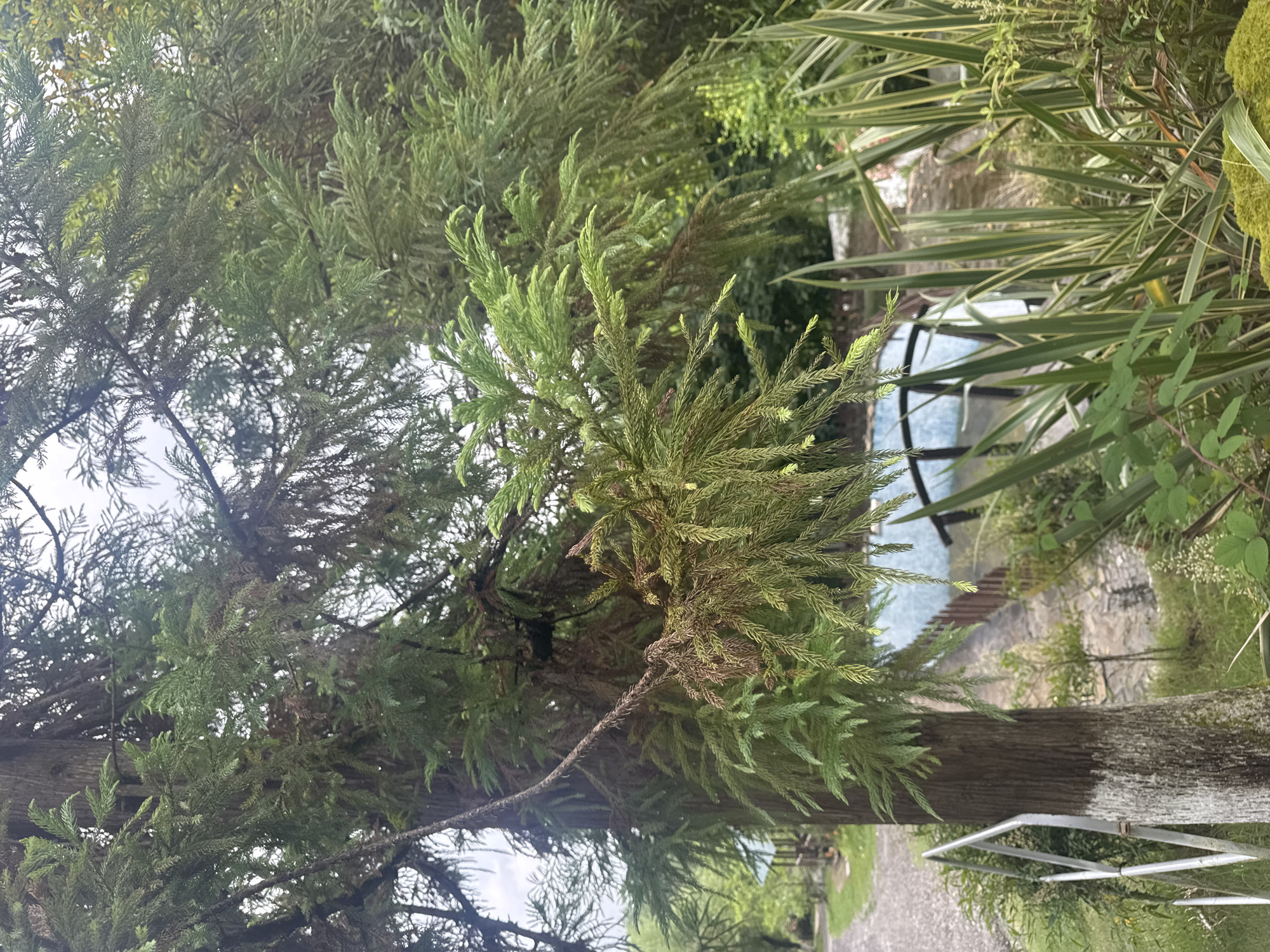 In Semenovka, Russia, a tall evergreen tree with a thick, rough-textured trunk dominates the foreground of this image. The trunk is partially painted white near its base, with a section of a white metal fence visible to the left. The tree's branches are laden with dense, feathery green foliage, interspersed with some browning or dead leaves. The background reveals a pathway leading through a lush green environment. To the right of the pathway, a structure with a curved roof and blue panels is partially obscured by foliage. A wooden fence with vertical posts lines the edge of the pathway. Several tall, sword-shaped green plants with yellow stripes grow prominently in the lower right portion of the image, some appearing slightly wilted. The sky above is overcast, suggesting a cloudy day.