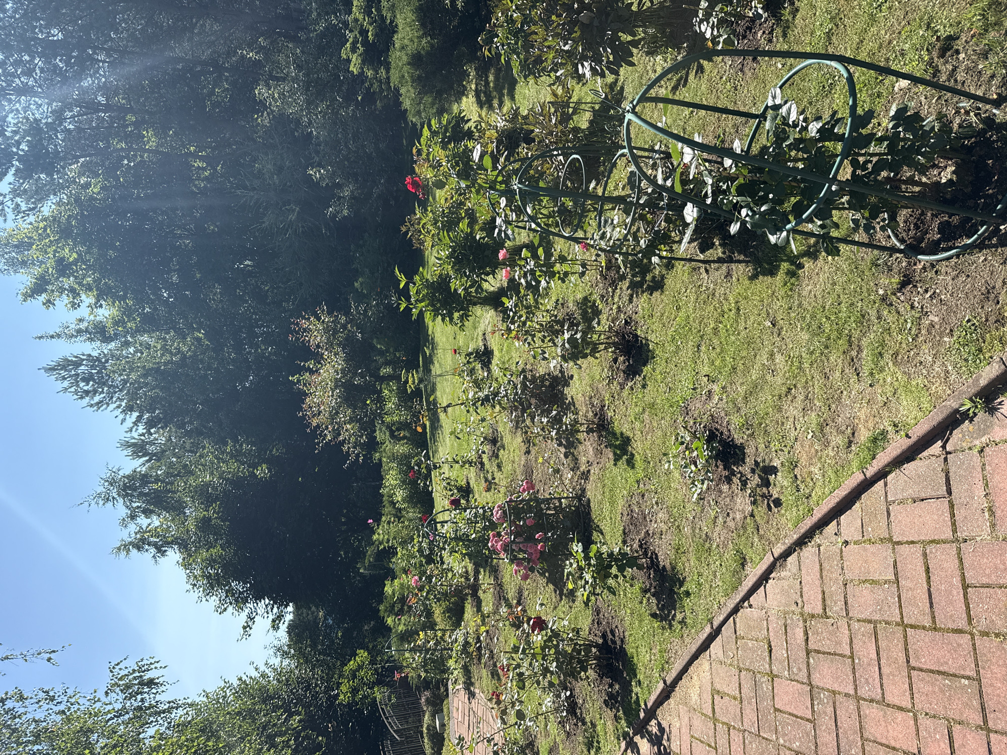 A sunny, clear day in Yukki, Russia, is depicted in this image, showcasing a rose garden. The garden features numerous rose bushes, some adorned with pink and red blooms, while others are in various stages of growth. Several rose bushes are supported by green metal trellises. The garden is situated next to a brick pathway and is bordered by lush green grass and a variety of trees and bushes that form a dense backdrop. In the distance, a small arched bridge is visible, hinting at a larger park or garden landscape. The sunlight creates strong shadows across the scene, indicating it is likely midday.
