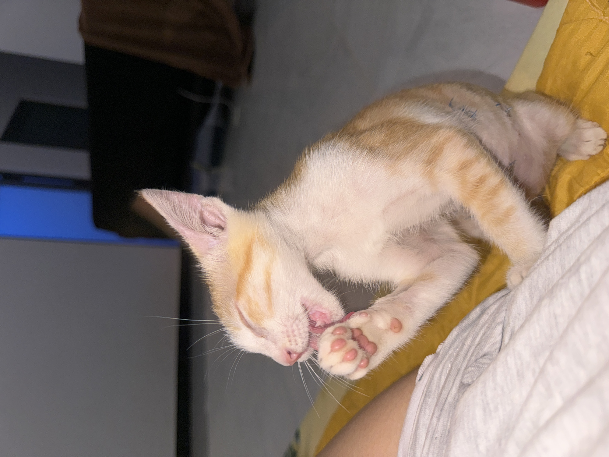 A ginger and white kitten is grooming its paw on a yellow blanket. The kitten's eyes are closed and its tongue is visible as it licks its paw. It appears to be resting on a person's leg, which is covered by a white garment. The background is blurred, showing a dark room with some furniture and a blue light. The overall scene suggests an indoor domestic setting, likely a home. There are no indicators of the image being located in Mui Ne, Vietnam.