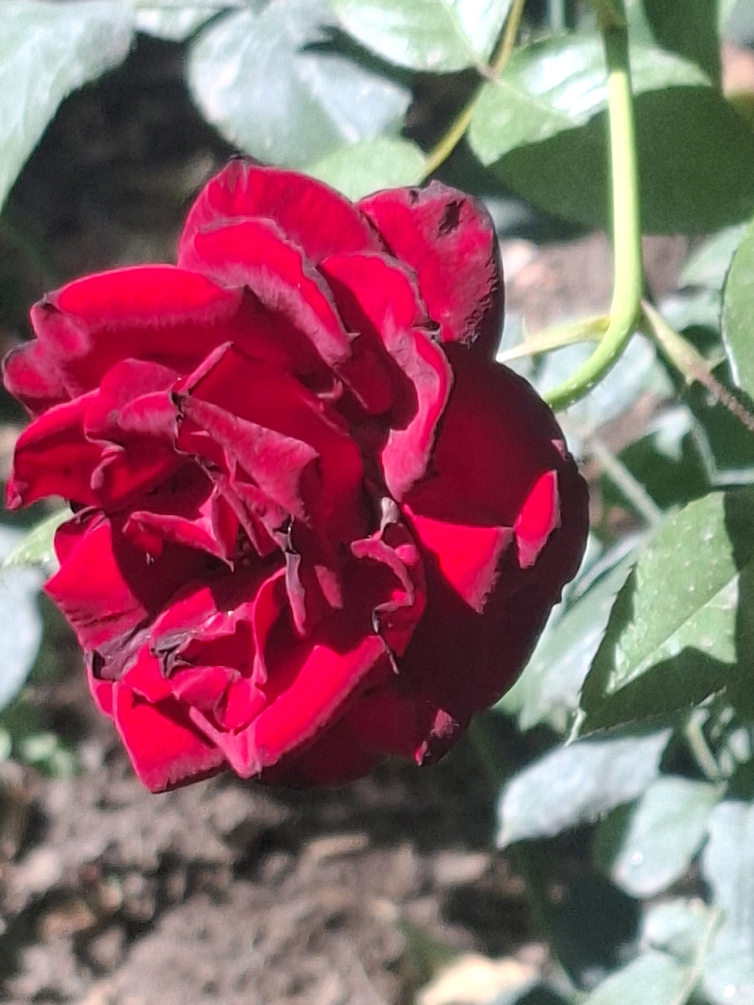 A close-up, eye-level shot features a dark red rose in the foreground, its petals unfurling and showing some wilting and browning at the edges. The rose is bathed in natural light, casting shadows that highlight its textured surface. Behind the rose, green leaves and a thin, light green stem are visible. The background is blurred, showing patches of dark soil and more out-of-focus greenery. The image does not provide any information about a specific location in Almaty, Kazakhstan.