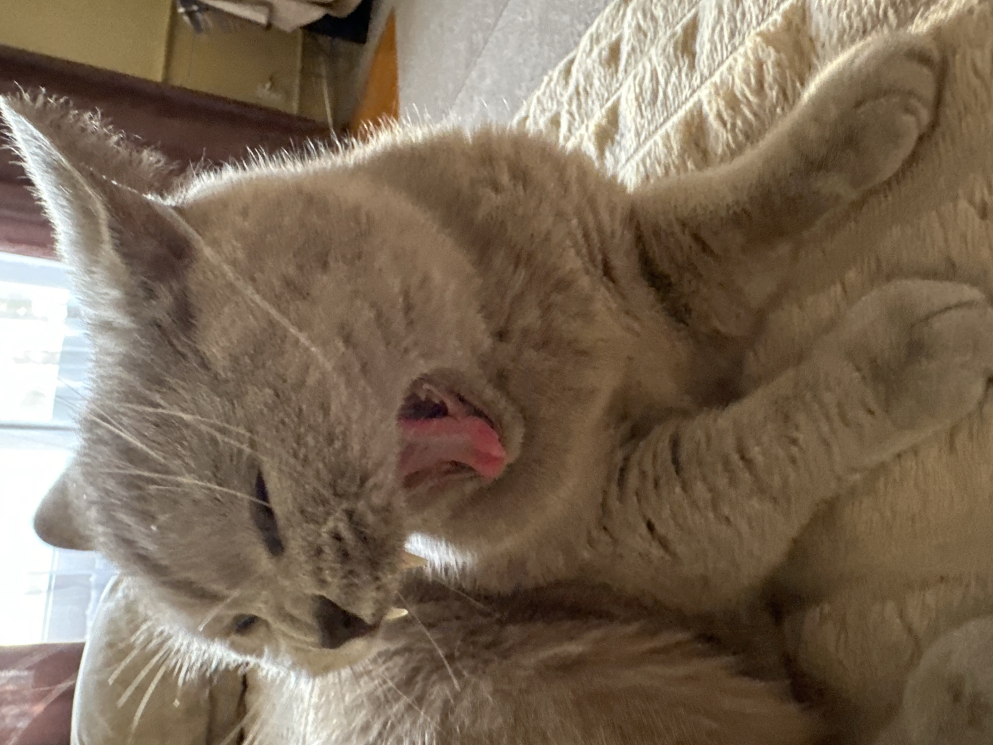 A close-up, eye-level shot captures a light grey cat in the process of yawning. The cat's eyes are mostly closed, and its mouth is wide open, revealing a pink tongue and sharp teeth. Drool is visible on its lower jaw. The cat is lying on a textured, light-colored blanket. The background is blurred, showing a window with sunlight streaming through and part of a room with furniture and what appears to be clothing. This image is a photograph from Ternopil, Ukraine.