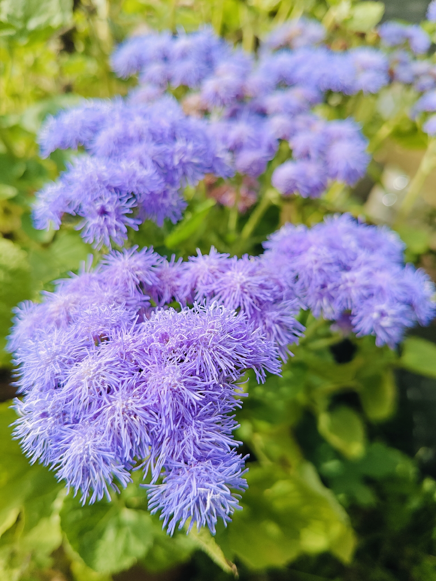A close-up, vertical, eye-level shot features a cluster of fuzzy, light purple flowers in the foreground, their delicate petals fanning out. The flowers are in sharp focus, with a shallow depth of field blurring the background. Behind the main cluster, several other similar floral arrangements are visible, receding into a soft green and yellow bokeh. The overall lighting suggests natural daylight, casting a gentle glow on the subjects. There are no people or animals present, and no recognizable man-made structures or specific environmental features to identify a precise location within the city of Фоки, Russia. The scene depicts a natural outdoor setting, likely a garden or a patch of wildflowers.