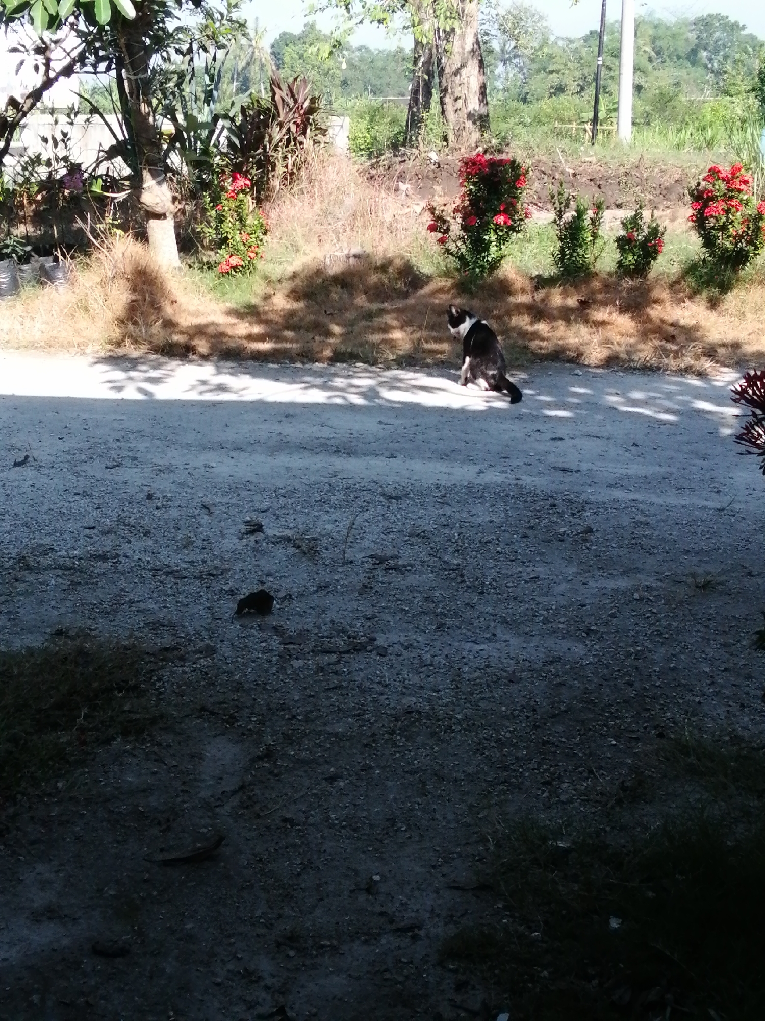 A black and white cat is sitting on a dirt road in front of bushes with red flowers. The cat is facing to the left and looking away from the camera. The background is a mix of trees and grass, with a utility pole visible on the right side of the image. The sun is casting shadows on the road and bushes, indicating it is daytime.