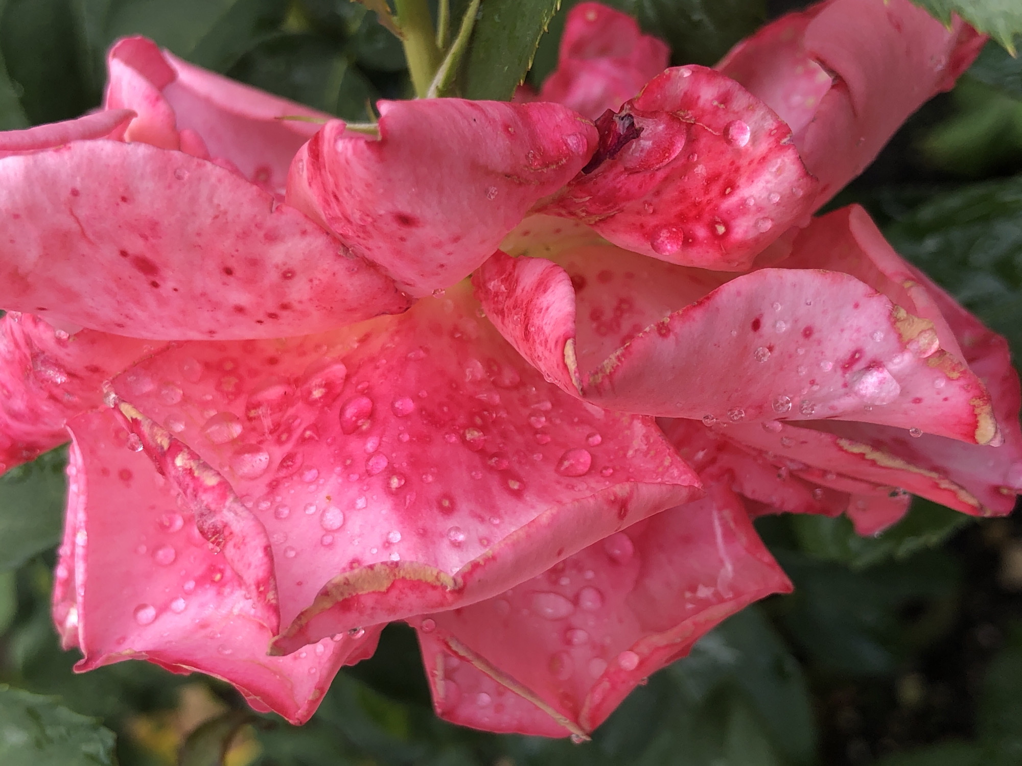 A close-up, macro photograph captures a vibrant pink rose in bloom, its petals adorned with numerous water droplets, suggesting recent rainfall or dew. The rose exhibits a speckled pattern of darker pink or red spots distributed across its lighter pink petals. Some petals show slight browning or damage along their edges. The background is a blur of dark green foliage, indicating the rose is situated outdoors within a garden or natural setting. The image is focused tightly on the rose, emphasizing its intricate texture and the delicate beauty of the water droplets. The location is Unknown, Unknown.