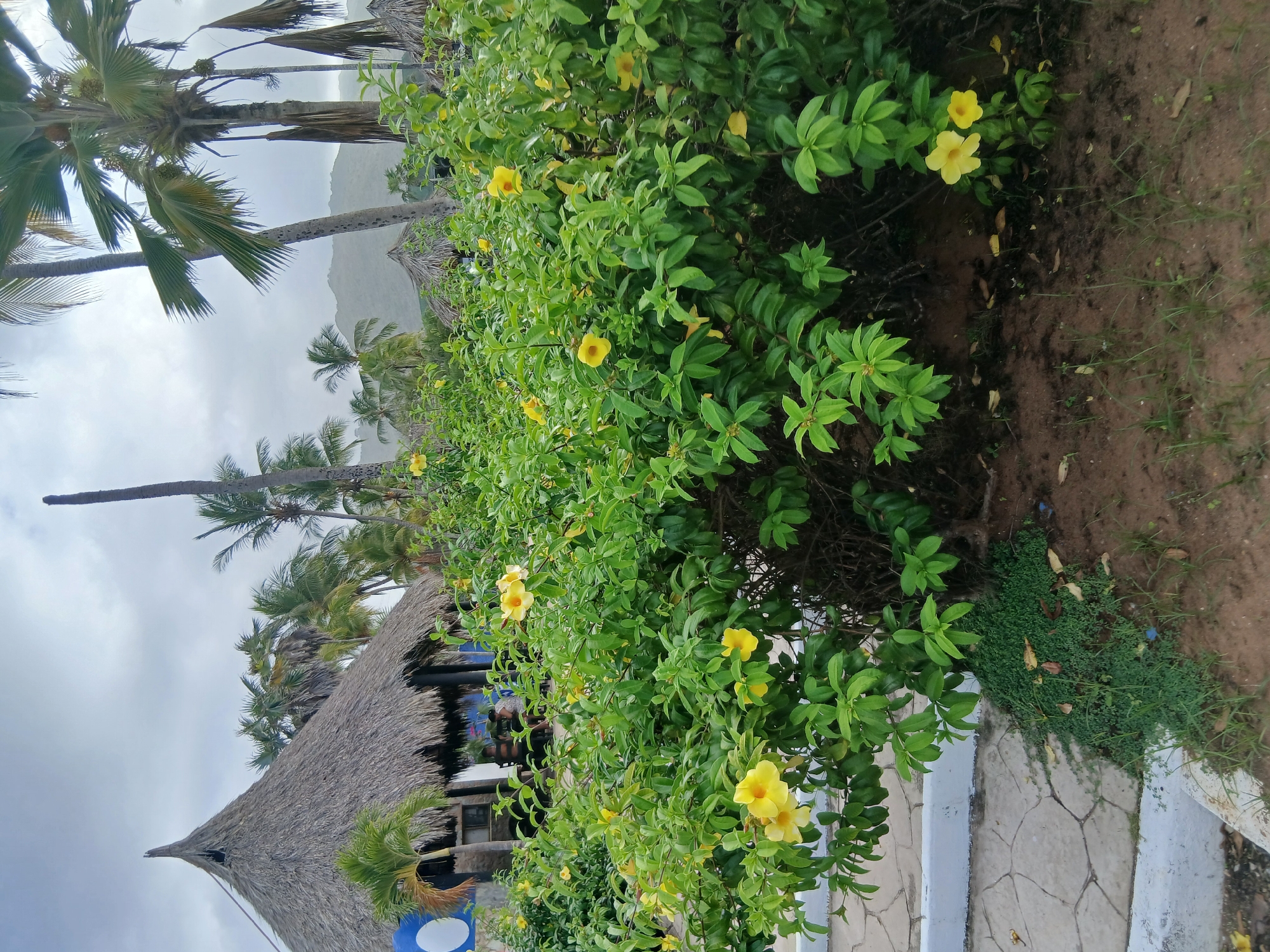 The image depicts a lush green bush with yellow flowers in the foreground, situated on a sandy ground with some patchy grass. To the left, a light-colored, patterned walkway with white borders is visible. In the background, several palm trees and thatched-roof structures, characteristic of a beach resort, are present. The sky is overcast and gray, and a hazy mountainous landscape can be seen in the far distance. The scene is likely located in a tropical coastal area, potentially at Playa El Agua, Venezuela, given the presence of palm trees and thatched structures. There are no people clearly visible in the immediate foreground or midground.