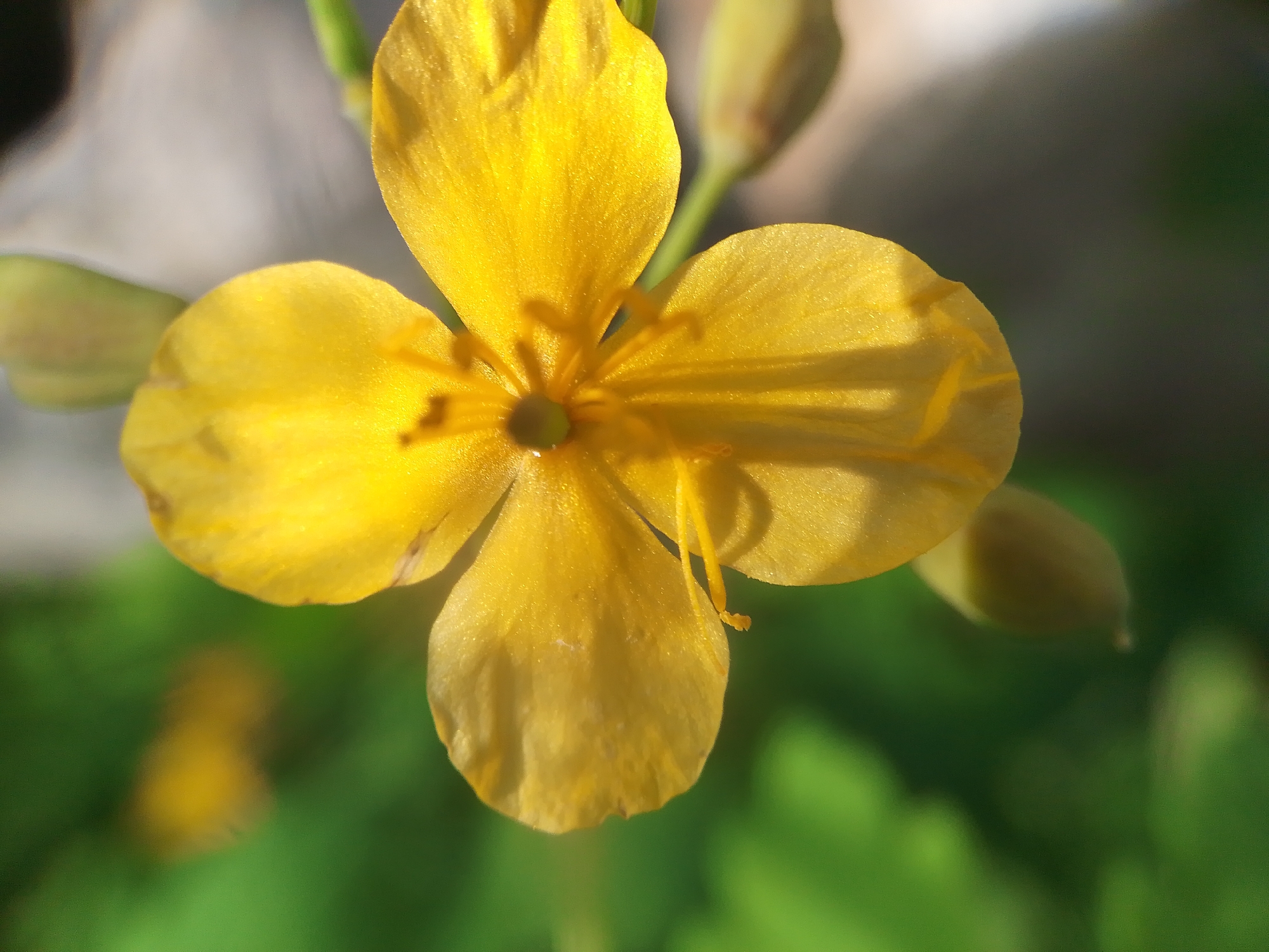 This is a close-up, macro photograph of a vibrant yellow flower with five petals. The flower is in focus, showcasing its delicate texture and the subtle shadows cast by the sunlight. The center of the flower reveals a pistil and stamens, also in yellow. The background is softly blurred, with hints of green foliage and possibly other out-of-focus flowers. The lighting suggests it's a sunny day, highlighting the flower's brightness. This image was taken in Dobrograd, Russia.