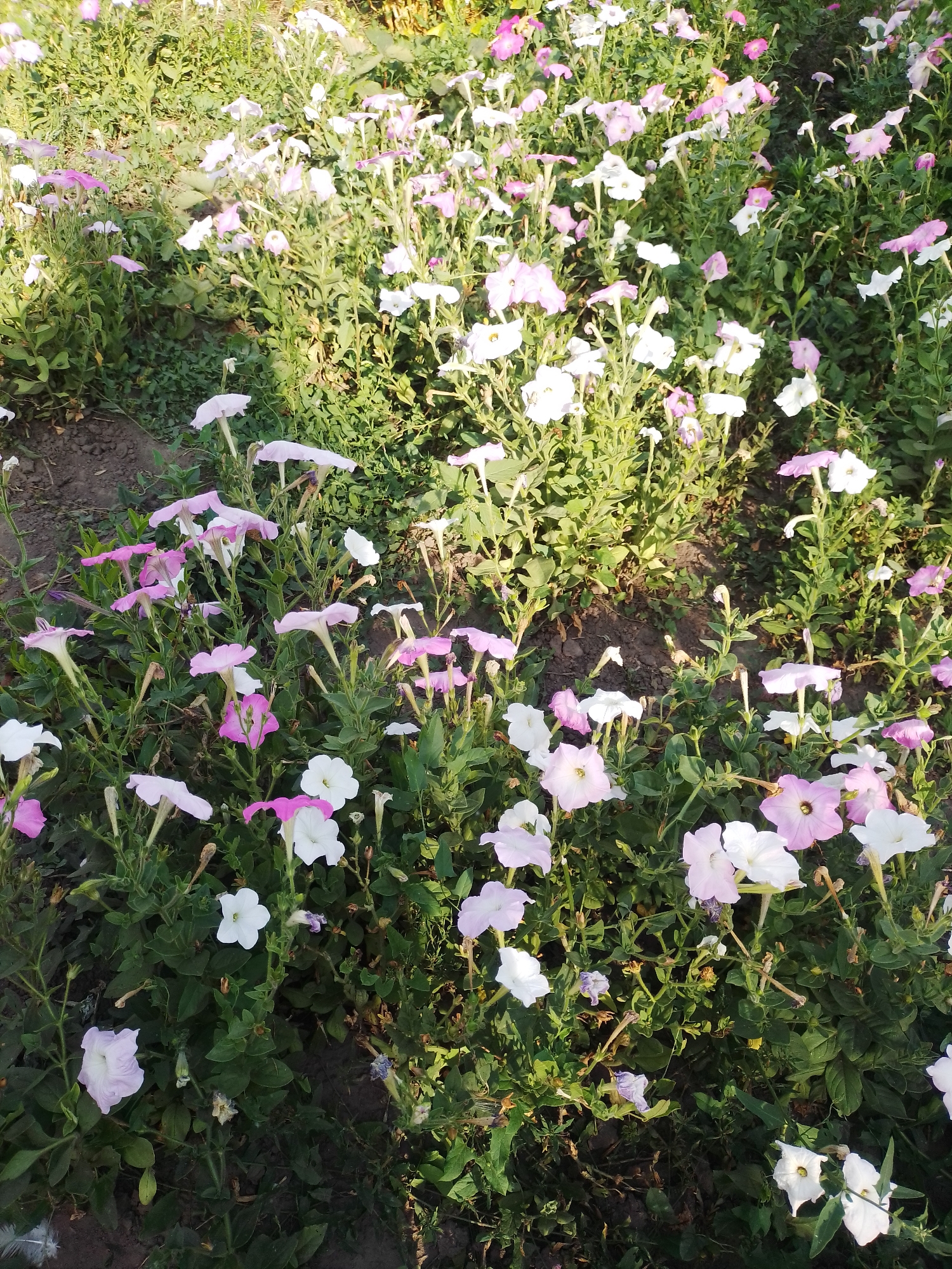 The image shows a close-up view of a garden bed filled with numerous petunia flowers in various shades of pink and white, interspersed with lush green foliage. The flowers are in bloom and some are facing the camera, revealing their trumpet-shaped petals and dark centers. The ground beneath the flowers is visible in patches, appearing to be dark soil. Sunlight casts shadows on the plants, suggesting it is daytime. The scene is outdoors, likely in a residential garden or public park, given the arrangement of the flowers. No people or animals are visible in the frame. The overall impression is one of a vibrant and well-maintained flower bed. Without further context, the specific location in Ustyvytsia, Ukraine, cannot be determined from the image alone.