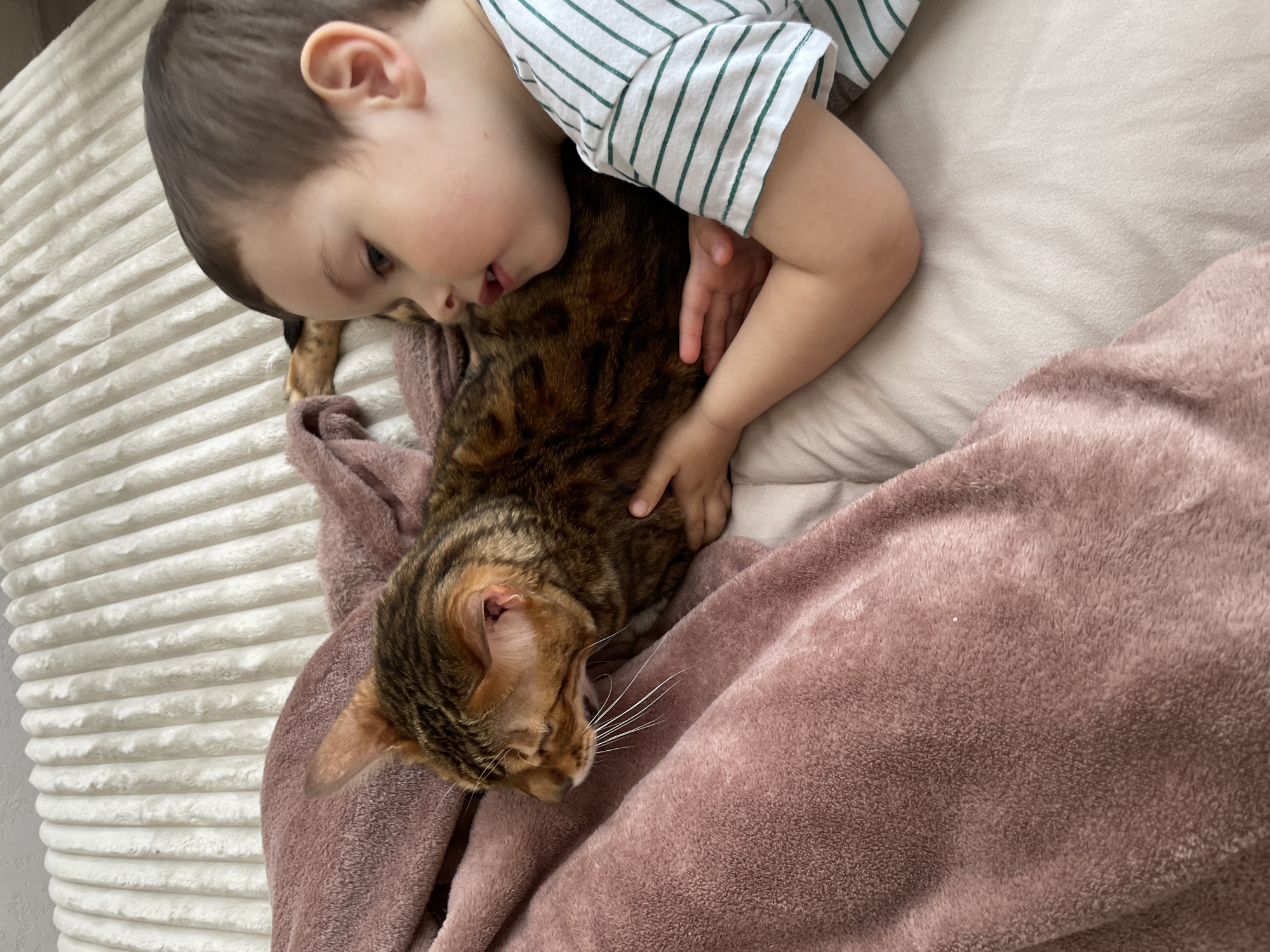 The image captures a tender moment between a young child and a domestic cat, likely a Bengal breed, in a home setting in Izhevsk, Russia. A young child with short brown hair and fair skin, wearing a white t-shirt with thin green horizontal stripes, lies down, gently embracing the cat. The child's head is turned towards the cat, and an arm is wrapped around its body, indicating affection and comfort.
The cat, featuring a distinctive spotted tabby coat in shades of brown, tan, and black, and prominent white whiskers, appears relaxed and content, with its eyes closed or nearly closed as it rests.
Both subjects are situated on a soft surface, likely a bed or sofa. A light-colored, ribbed blanket or bedding is visible on the left, while a plush, dusty rose-colored blanket covers a significant portion of the scene, draped over the child and the cat, enhancing the cozy atmosphere. A light-colored pillow is also visible, supporting the child's upper body. The lighting is soft and ambient, consistent with an indoor environment, fostering a peaceful and intimate mood. No text is visible in the image.