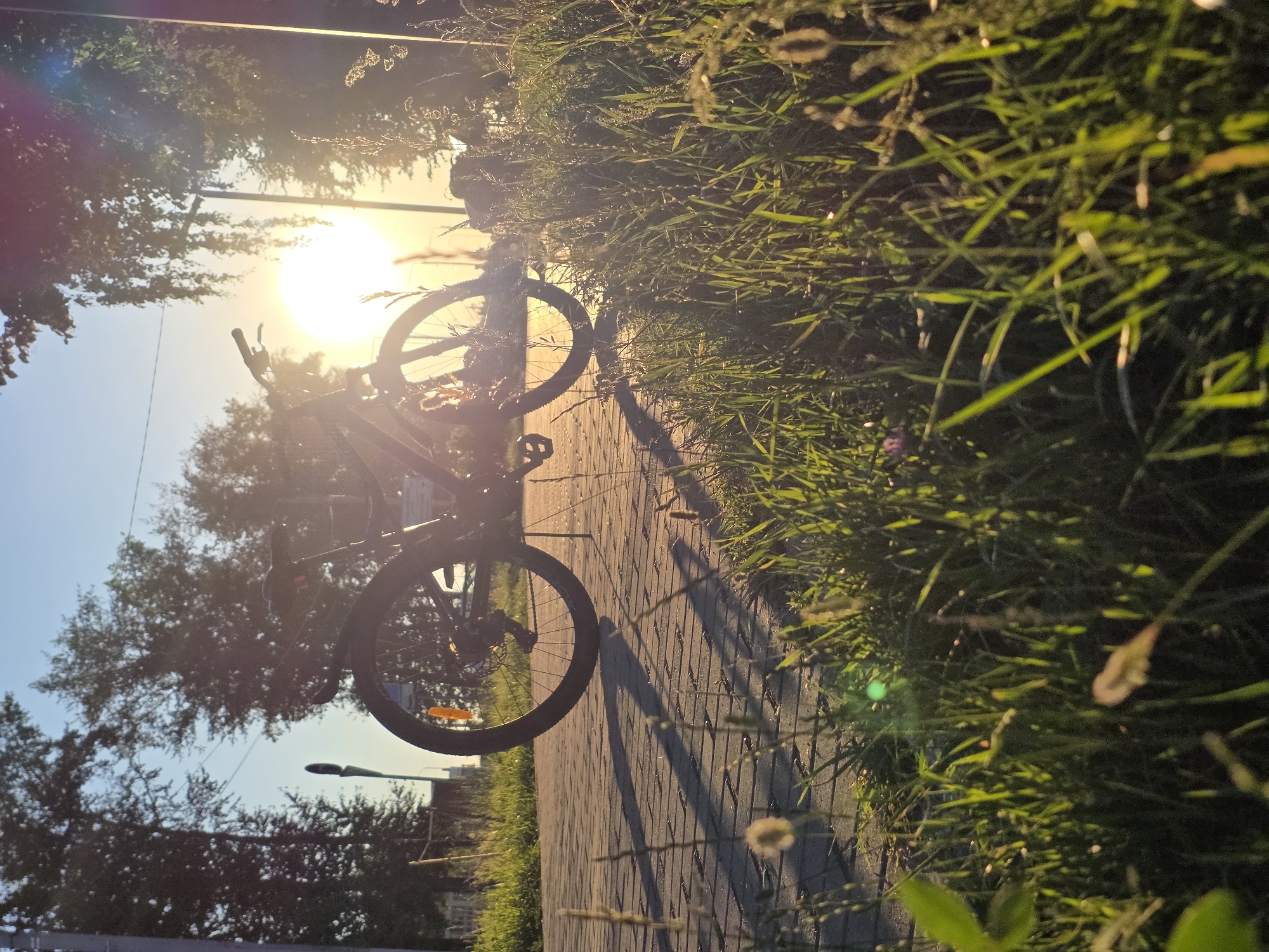 A bicycle is parked on a paved walkway in Chaikovsky, Russia, as the sun sets. The setting sun is a bright orb in the sky, casting a warm glow and lens flares across the image. Tall trees with dense foliage line the background, silhouetted against the bright sky. In the foreground, tall green grass with some seed heads is growing along the edge of the walkway, with some blades catching the sunlight. The paved walkway is made of rectangular stones, and long shadows are cast across it by the bicycle and the surrounding vegetation. The overall scene conveys a peaceful, late-afternoon atmosphere.