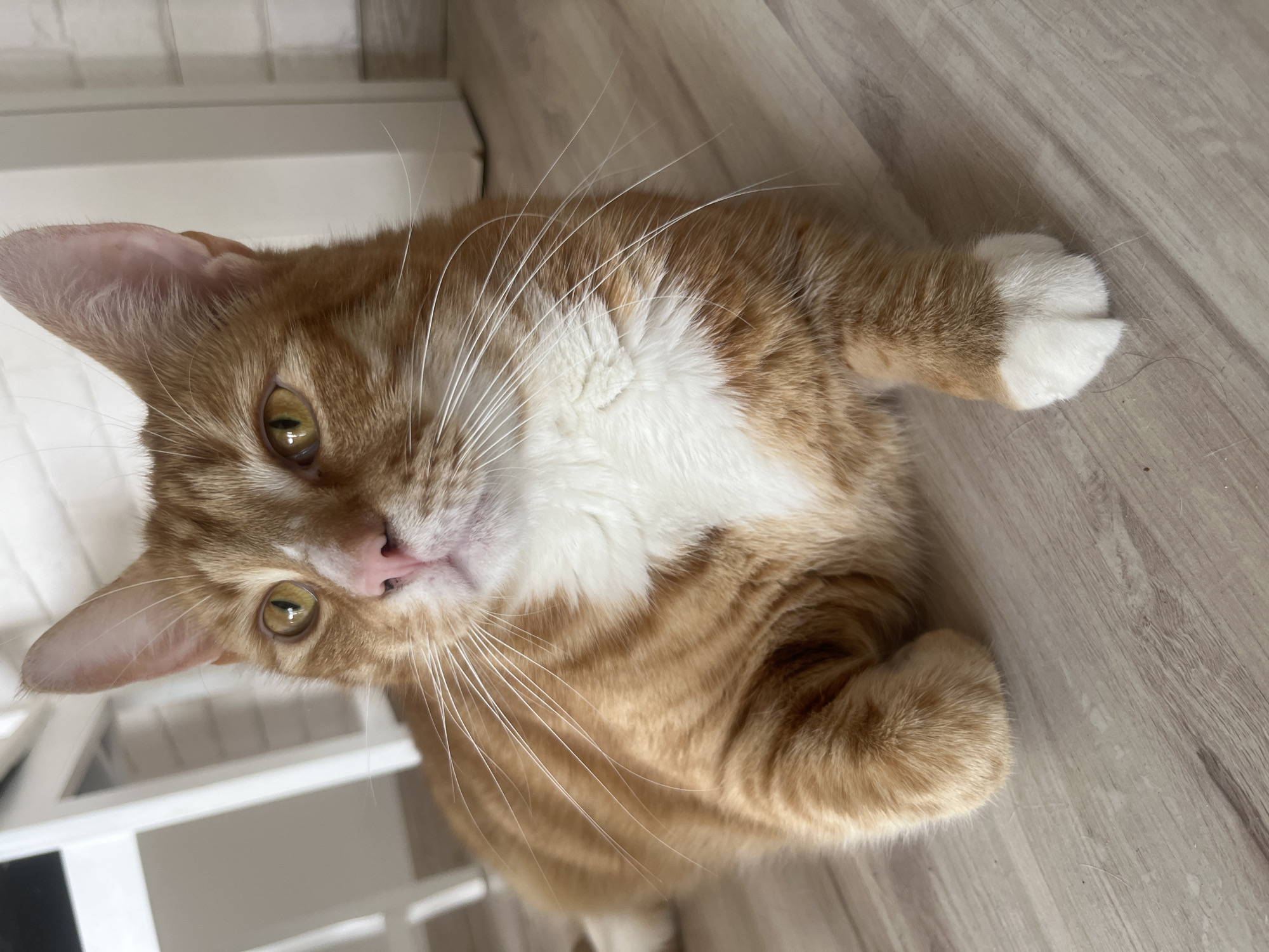 A domestic cat, an orange tabby with white markings on its chest and paws, is lying on a wooden floor. The cat is facing the camera with its head tilted, its green eyes and pink nose clearly visible. Its whiskers are long and prominent. The background consists of a portion of a white shelving unit and a white-tiled wall. The lighting suggests it is daytime. The overall mood is calm and relaxed, with the cat appearing comfortable and perhaps curious about the viewer. The setting appears to be indoors, likely in a home environment. No visible text is present in the image. The location context is Zabrze, Poland.