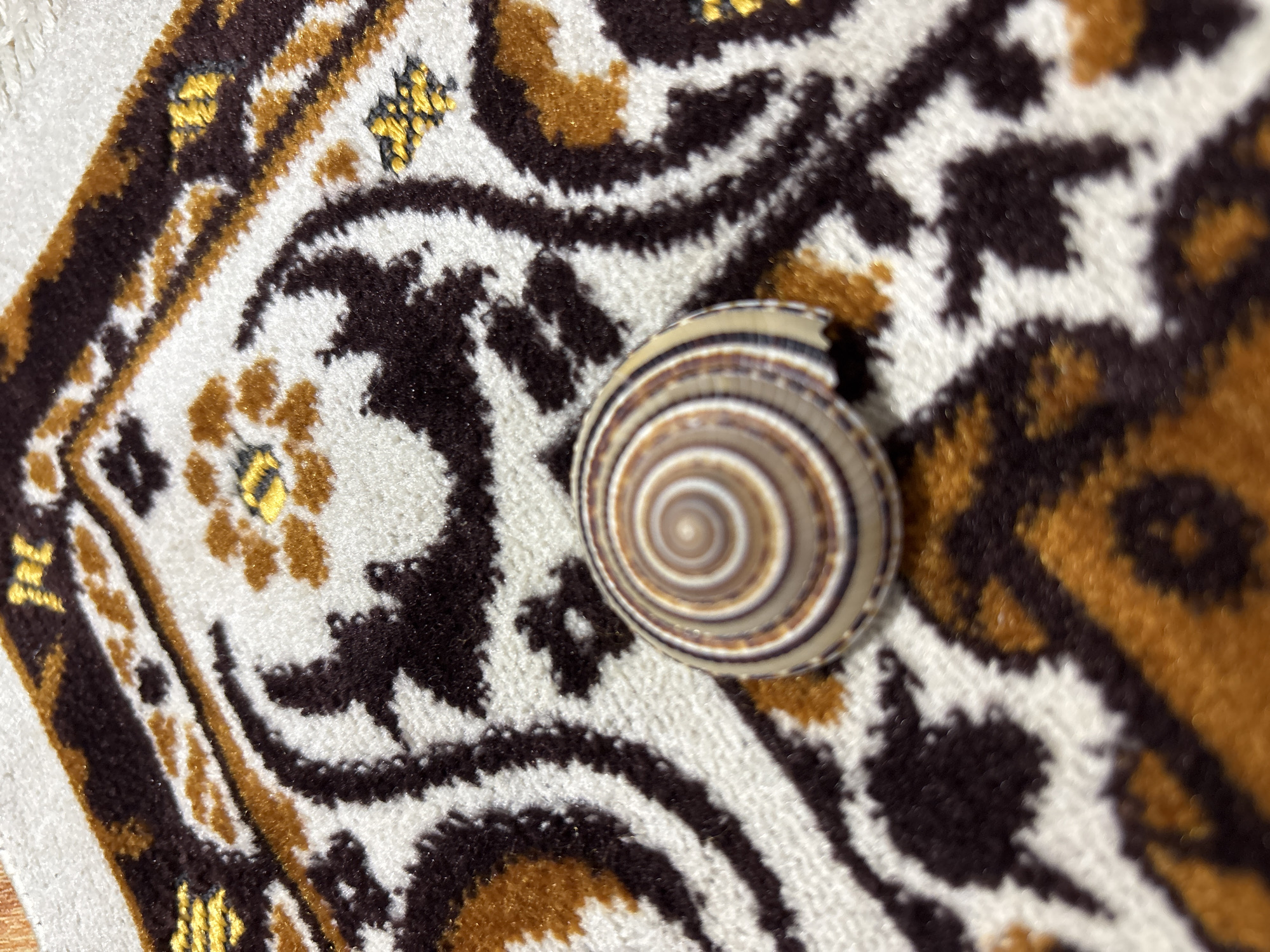 The image presents a close-up, high-angle view of a snail shell resting on a patterned carpet.
The central subject is a roughly circular snail shell, featuring a distinct concentric spiral pattern. Its coloration consists of alternating bands of light beige, various shades of brown, and dark brown, creating a visually appealing natural design. The shell appears to have a slightly chipped or broken edge on one side.
The shell is placed on a soft, plush-looking carpet or rug. The carpet displays an intricate and ornate pattern. Dark brown, golden brown, and yellow-gold curvilinear shapes and stylized floral motifs are set against a cream or off-white background. The texture of the carpet pile is visible, giving it a soft, tactile appearance.
There is no discernible activity or event taking place; the shell is stationary. The image does not provide any cues regarding the time of day, weather, or specific emotions. While the context indicates the location as Mideuenjok, Indonesia, no specific visual elements within the image itself confirm this. No text is visible in the frame.