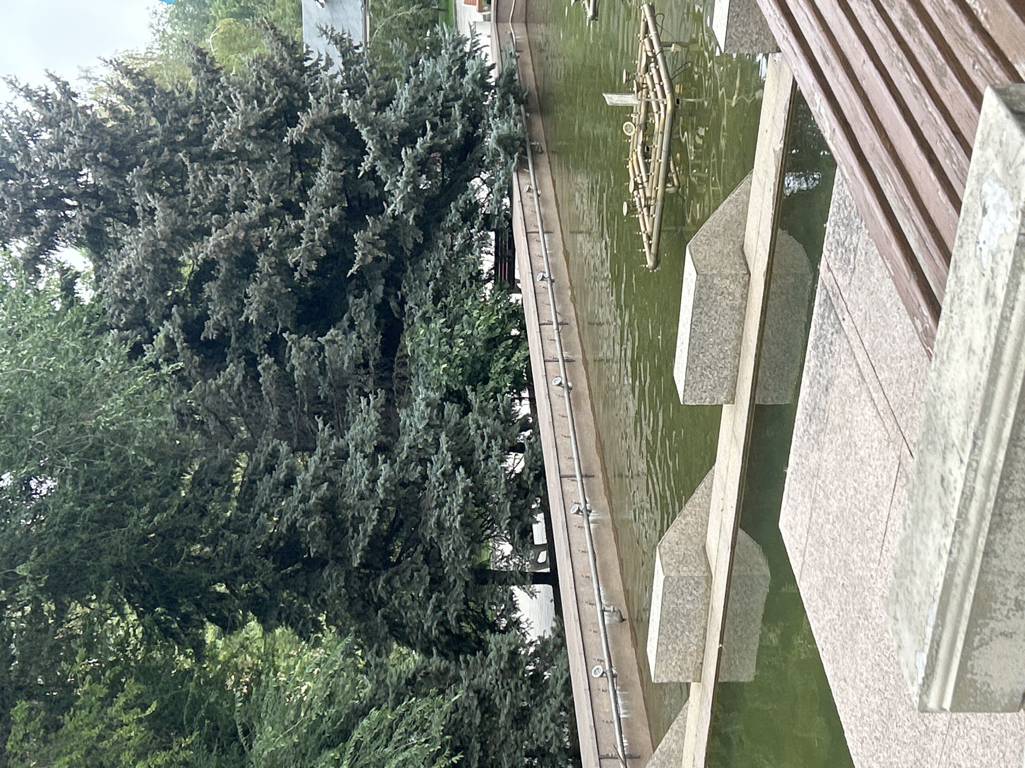 The image depicts a tiered fountain with murky green water in Almaty, Kazakhstan. The fountain is surrounded by stone and concrete structures, including benches. Several large evergreen trees, possibly spruce or fir, tower over the fountain, their branches creating a dense canopy. The fountain's structure includes a square, metallic apparatus submerged in the water, likely part of the water jet system. In the background, hints of a park or public space are visible, with more trees and what appears to be a pathway. The overall impression is a tranquil, somewhat overgrown public area.