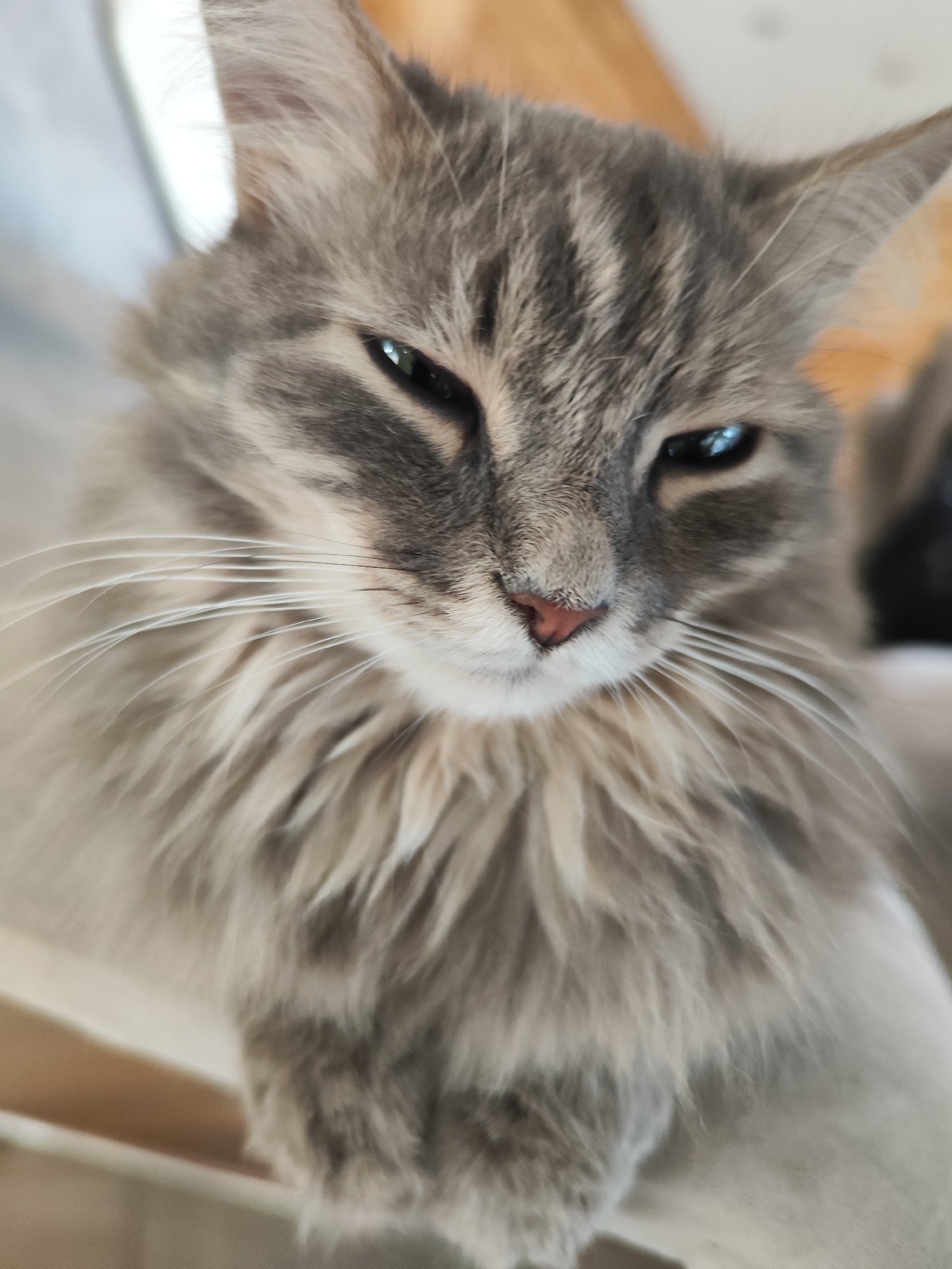 A close-up shot of a grey tabby cat with long fur. The cat's face is centered in the frame, with its eyes narrowed in a squint. Its pink nose is prominent, and long white whiskers extend from its cheeks. The background is blurred and indistinct. There is no indication of Chaikovsky, Russia in this image.