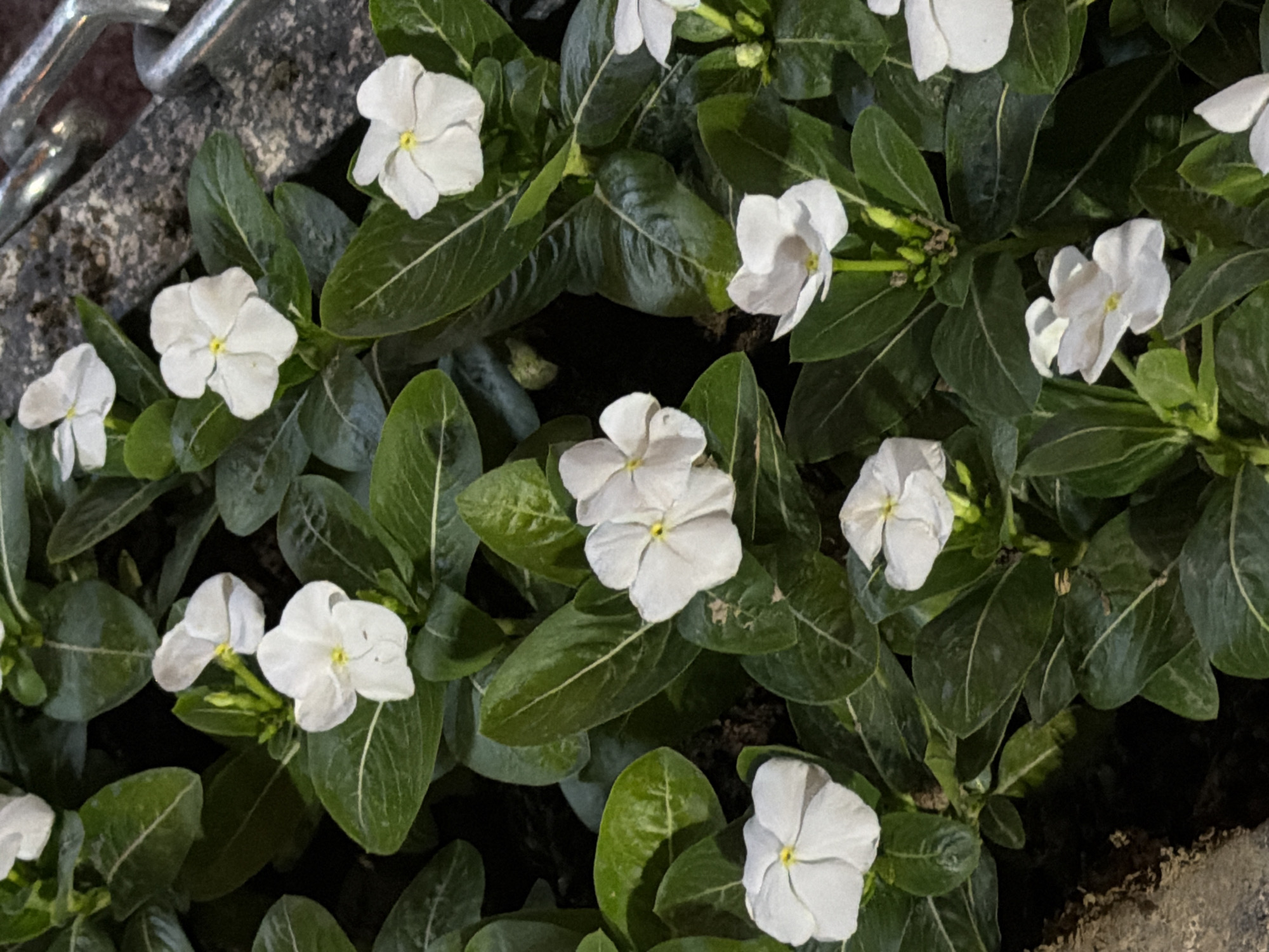 The image shows a close-up view of several white vinca flowers with green leaves. The flowers have five petals and a yellow center. The leaves are oval-shaped and have a glossy texture. The background is dark and out of focus, but appears to be a natural setting such as a garden or park. A portion of a metal chain is visible in the upper right corner, suggesting an outdoor environment, possibly a fence or decorative element. The lighting suggests it is either early morning or late evening, or an overcast day, casting soft shadows. The image does not provide any specific information or visual cues to determine its location in the city of Chirchik, Uzbekistan.