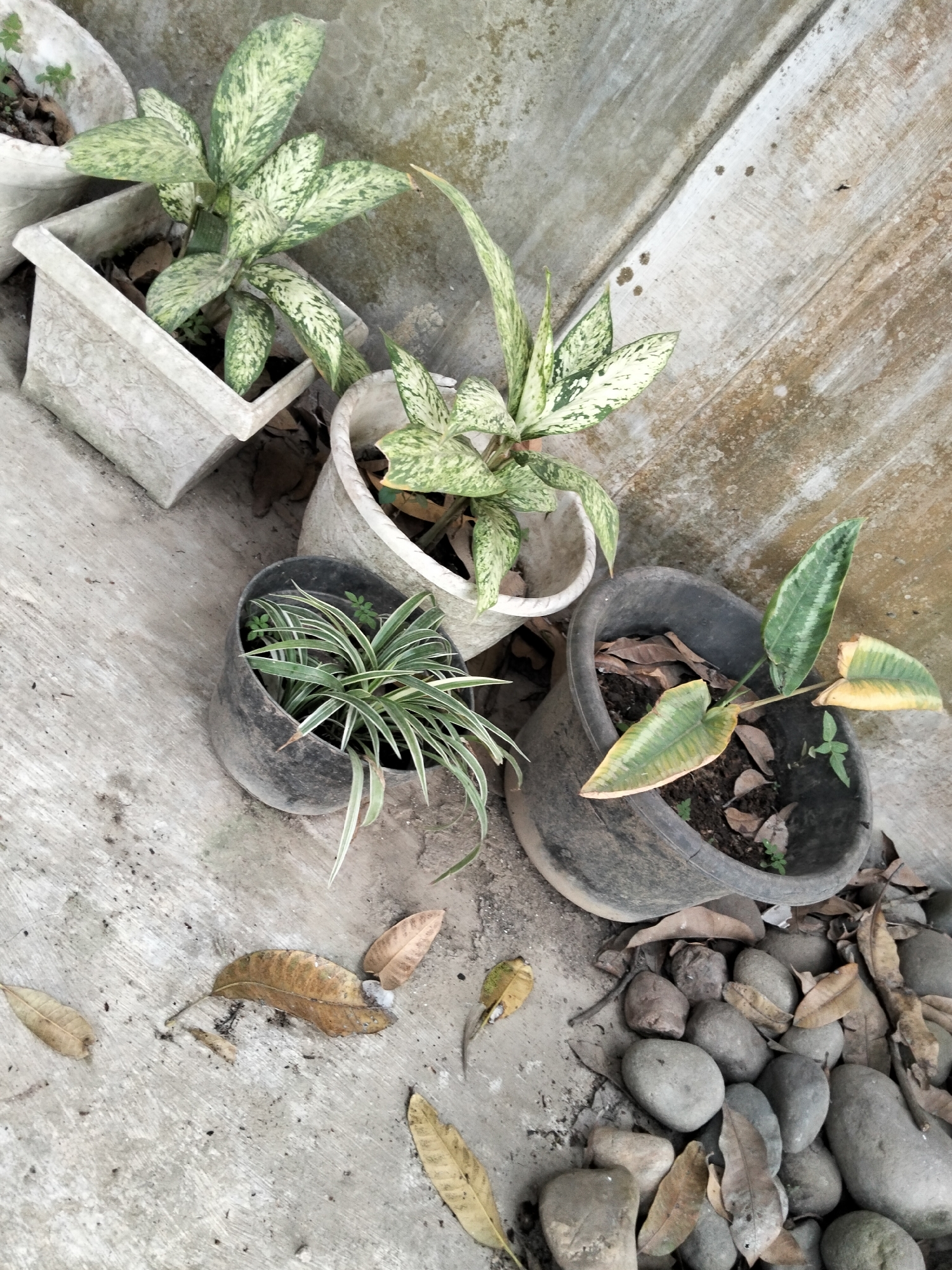 An outdoor, eye-level, medium shot captures a collection of potted plants situated on a concrete surface adjacent to a textured wall. In the upper left, a square, off-white planter contains a plant with variegated green and white leaves. To its right, a round, off-white planter holds a similar plant. Below these, a dark-colored, round planter houses a spiky green plant. Further to the right, a larger dark-colored planter contains a plant with elongated, variegated green leaves, some of which are yellowing. The ground is scattered with dry, fallen leaves and smooth, gray stones are piled in the lower right corner. The wall behind the plants has a rough, weathered texture with some dark stains. The scene appears to be located in the city of Payagaboh, Indonesia.