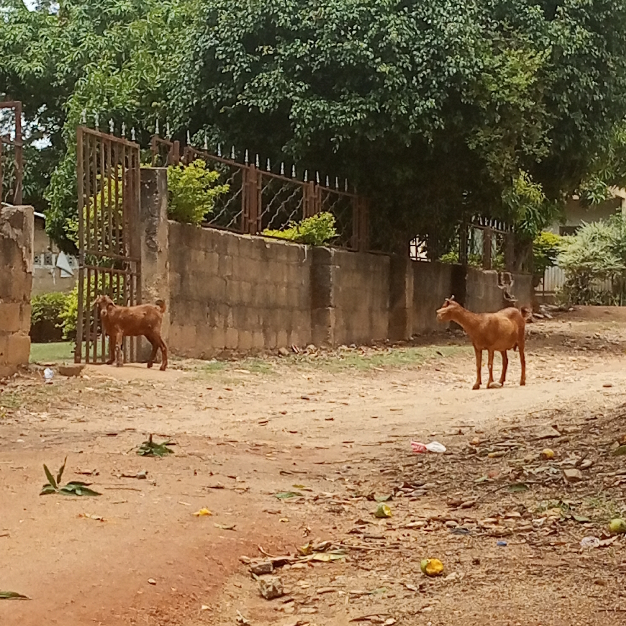 Two goats are in a dirt road in Jos, Nigeria. One goat stands near an open metal gate attached to a block wall. The other goat stands further down the road. Debris litters the ground. A leafy tree overhangs a wall in the background. A house is visible beyond the wall.