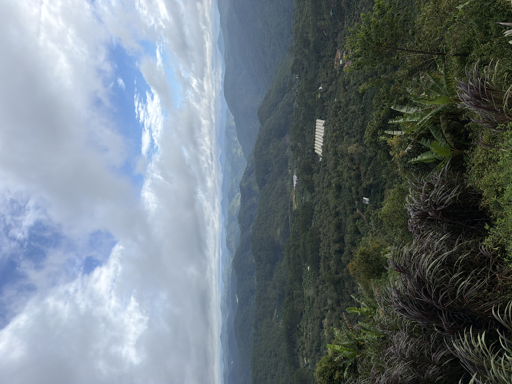 This image captures a panoramic view of rolling, densely forested hills under a cloudy sky. The landscape is dominated by shades of green, with multiple layers of hills receding into the distance, their shapes softened by atmospheric haze. In the mid-ground, a white greenhouse structure is visible amidst the trees, suggesting agricultural activity. In the foreground, lush vegetation, including tall, feathery grasses with a purplish hue and broad-leafed banana plants, frames the scene. A small, white building is also subtly visible on a distant hillside. The overall impression is of a verdant, rural environment in the vicinity of Phát Chi, Vietnam, characterized by its hilly topography and extensive forest cover.