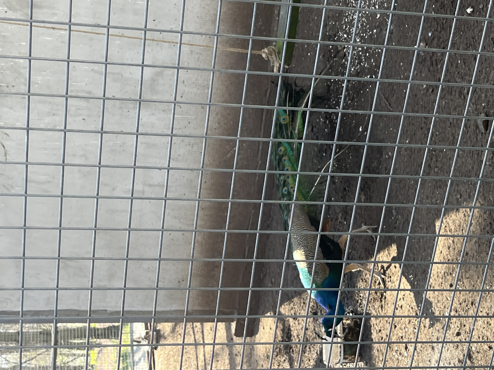 A peacock is behind a wire fence in an outdoor enclosure. The location is likely Razgrad, Bulgaria. The enclosure has a concrete wall on one side and a dirt floor with scattered debris. Sunlight is present, creating shadows on the ground.