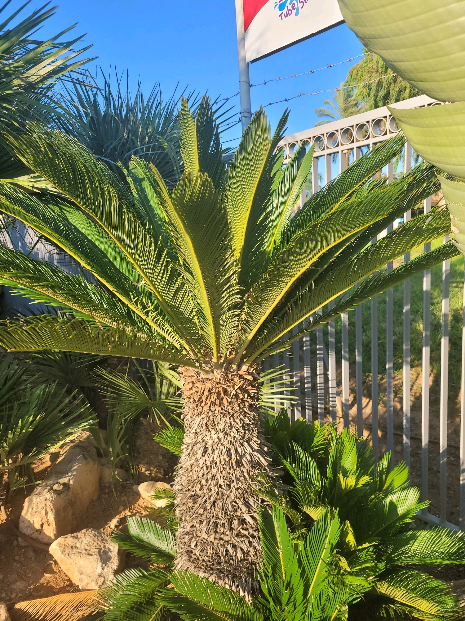 In Trachoni, Cyprus, a sago palm stands in front of a grey metal fence under a clear blue sky. The sago palm has a thick, textured trunk and lush green fronds with yellow highlights. Smaller green plants grow around the base of the palm. In the background, a sign with red and white lettering that reads "Tube" and part of the word "Ship" is visible. Barbed wire runs along the top of the fence. Rocks and dry soil are present at the base of the palm.