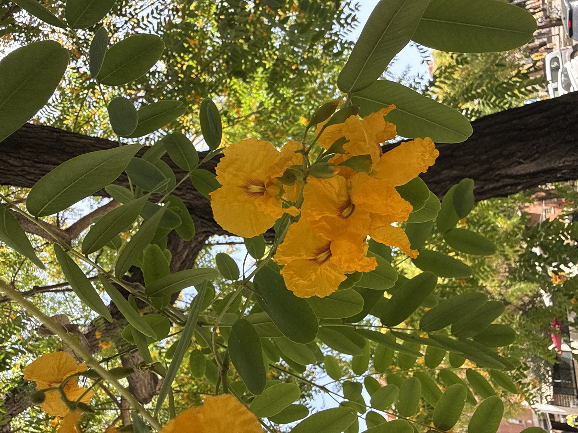 The image shows a close-up of bright orange flowers and green leaves on a tree trunk, with a blurred background suggesting an urban environment. The flowers are clustered together, with some in focus and others slightly blurred. The leaves are oval-shaped and a deep green color. A dark brown tree trunk is visible on the right side of the image. In the background, there are hints of buildings, other trees with yellow flowers, and a sky that appears to be partly cloudy. There are also glimpses of cars and possibly people on a street below, indicating this is likely a public space within a city. Based on the architectural styles and the types of flora, this scene could plausibly be located in Barcelona, Spain, possibly in a park or along a tree-lined street.