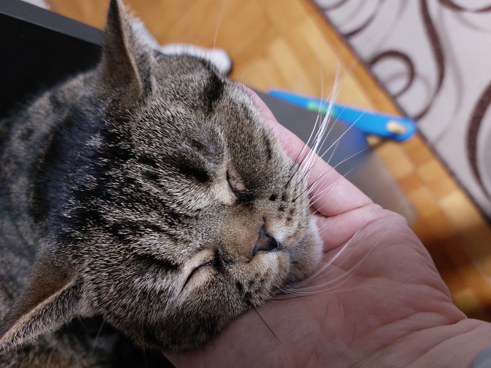 A close-up, high-angle shot shows a tabby cat resting its head comfortably on a human hand, conveying a sense of peace and affection. The cat, with its eyes closed, appears to be sleeping or deeply relaxed. Its fur is a mix of brown, black, and grey stripes, characteristic of a tabby pattern, with noticeable white whiskers fanned out across the supporting hand. The cat's nose is dark and slightly moist, and its ears are perked slightly but relaxed.
The human hand, with light-toned skin, is gently cupped, providing a soft cradle for the cat's head. Visible lines and creases on the palm suggest the hand is open and relaxed.
In the blurred background, several elements are discernible. To the left, a dark, undefined object or surface is visible. To the right, a warm-toned wooden floor is present, along with a wall or curtain featuring a light background and a repetitive, swirling brown pattern. A bright blue object, possibly a child's toy or a tool with a yellow accent, is out of focus in the mid-ground. The lighting suggests an indoor setting, likely during the day or under artificial illumination, creating a warm and intimate atmosphere. No text is visible in the image. The scene suggests a moment of quiet companionship and comfort between the pet and its owner, taking place in a domestic environment in Chaikovsky, Russia.