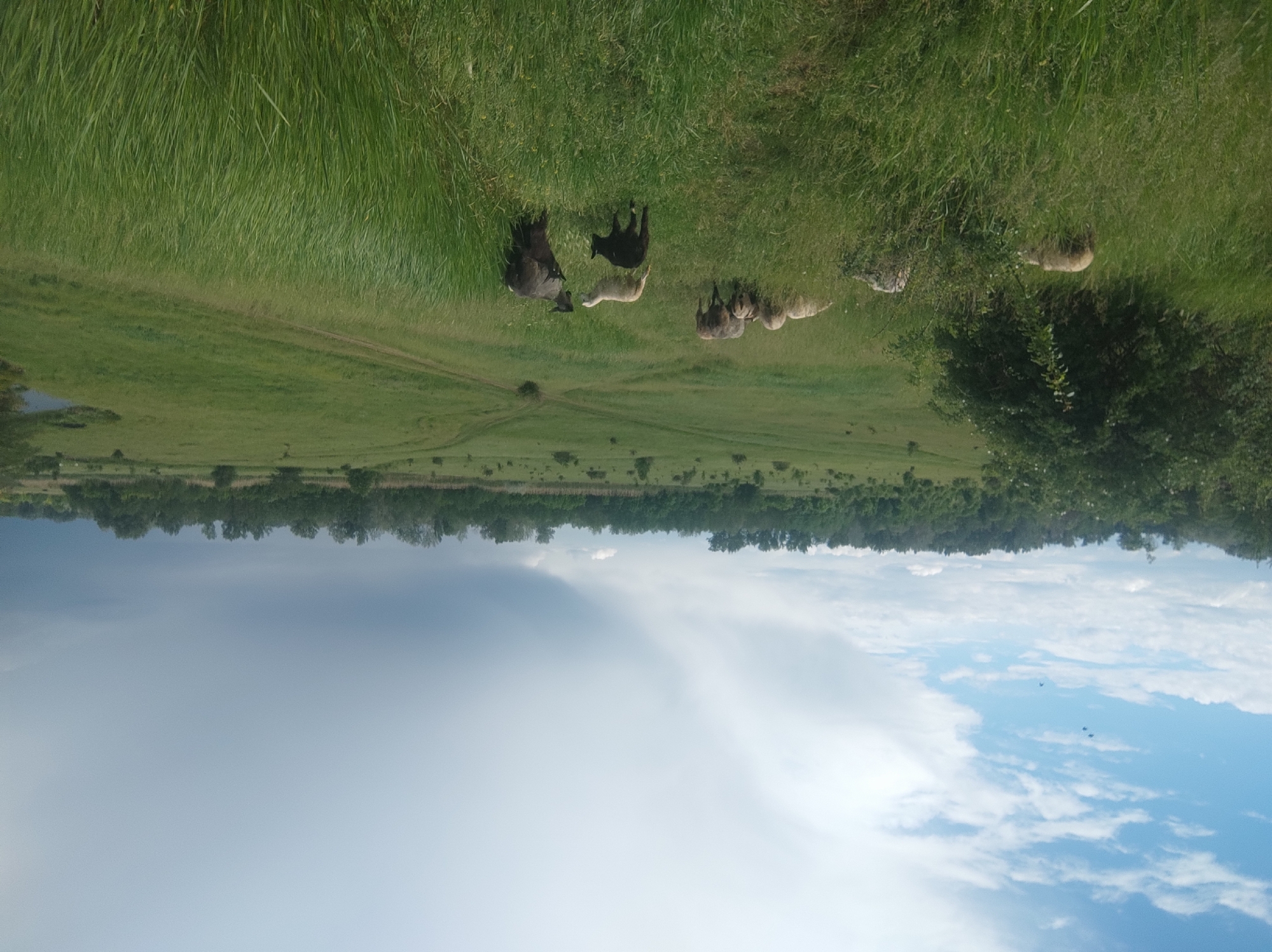 A landscape photograph shows a field with sheep grazing in Unknown, Unknown. The sheep are of varying colors, including black, white, and gray. The field is green and grassy, and there are trees in the distance. The sky is cloudy, with blue patches visible. A pond is also visible in the distance.