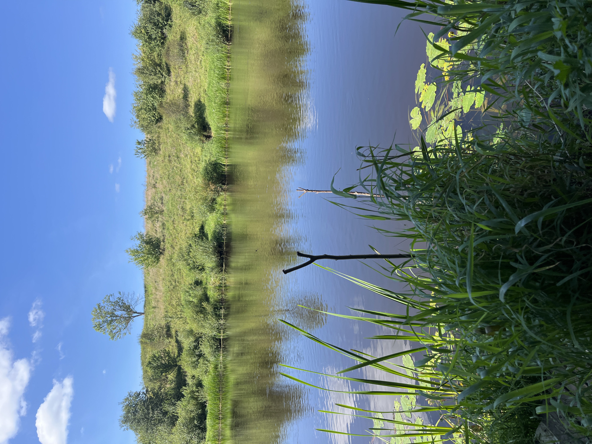 A wide, calm river flows from left to right across the frame under a bright blue sky with scattered white clouds. The river's surface reflects the sky and the lush green vegetation growing on the opposite bank. The bank is a gentle slope covered in grass and various shrubs and trees. A single, mature tree stands prominently on the crest of the slope. In the foreground, tall green reeds and grass grow along the water's edge, with some lily pads visible on the surface of the water. Two simple, natural-looking wooden stakes are partially submerged in the river near the foreground reeds. The scene appears to be a natural landscape in a rural area. This location is the Германавіцкі сельскі Савет, Belarus.