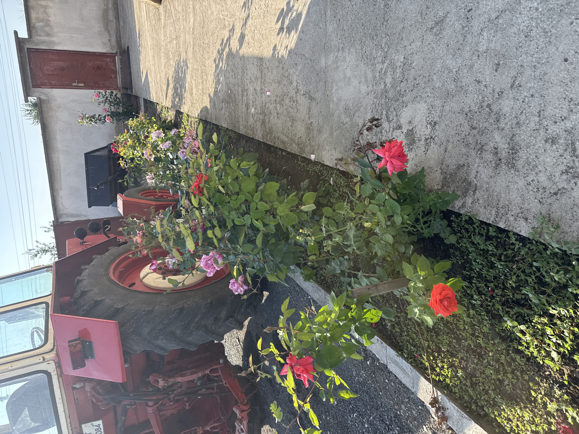 This image, taken in Sarnevo, Bulgaria, presents an outdoor scene featuring a red tractor, a garden bed, a concrete pathway, and a concrete wall with a door.
On the left side of the frame, a significant portion of a red tractor is visible. It features a large black rear tire with a red hub, a red mudguard, and part of the driver's cabin with a reflective window. A partial number plate displaying "084" is discernible on the tractor's left side. The ground beneath the tractor consists of gravel and dirt.
Running from the middle foreground towards the background, a garden bed is situated alongside the tractor and a concrete path. This bed contains multiple rose bushes with red, pink, and light purple blooms. One rose bush in the immediate foreground is supported by a small wooden stake. The garden bed also hosts various small green plants and groundcover.
To the right of the garden bed, a light gray concrete pathway extends from the foreground into the background, parallel to the garden. Sunlight casts distinct shadows across this path, originating from objects outside the frame to the right, and from the rose bushes. Scattered rose petals are visible on the concrete surface.
In the background, a light-colored concrete wall runs horizontally across the scene. A dark red, single-panel door with a prominent handle and lock is set into this wall on the right side. Partially obscured by the rose bushes, a black utility trailer or piece of equipment is situated behind the garden bed, between the tractor and the concrete wall.
The sky is clear and blue, visible above the concrete wall and in the upper left corner. The scene is brightly illuminated by direct sunlight, indicating a clear day. Faint power lines are visible in the far upper left.