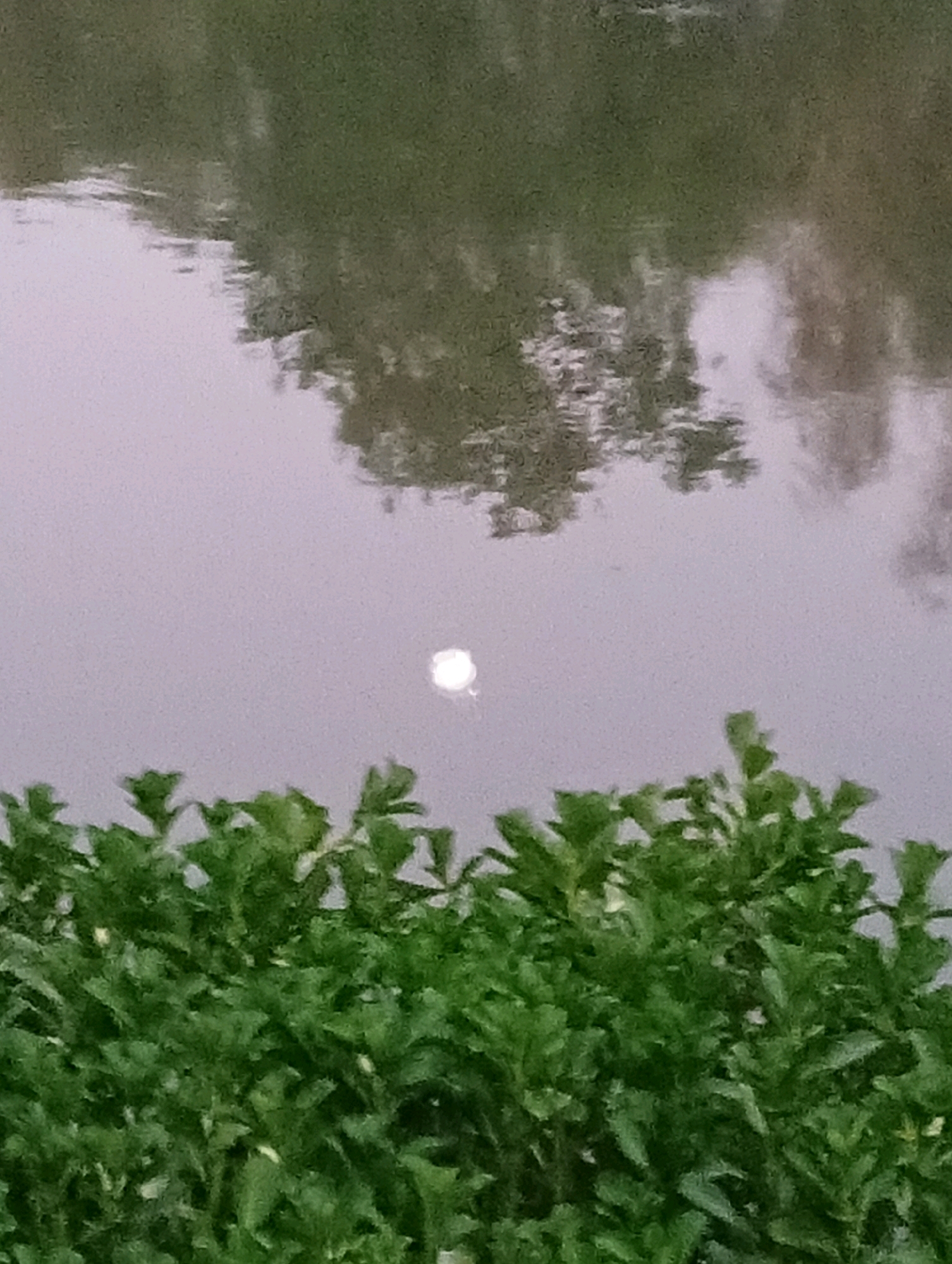 A bright, round reflection is visible on the surface of a body of water, which appears to be a river or pond. The water's surface is murky and shows the reflection of what seems to be trees and foliage. In the foreground, a dense line of vibrant green leafy bushes or shrubs runs horizontally across the bottom of the frame. The image is taken from a low angle, looking upwards slightly towards the water and its reflections. The lighting suggests it might be overcast or dusk. The setting is natural, likely an outdoor park or natural area within Kediri City, Indonesia.