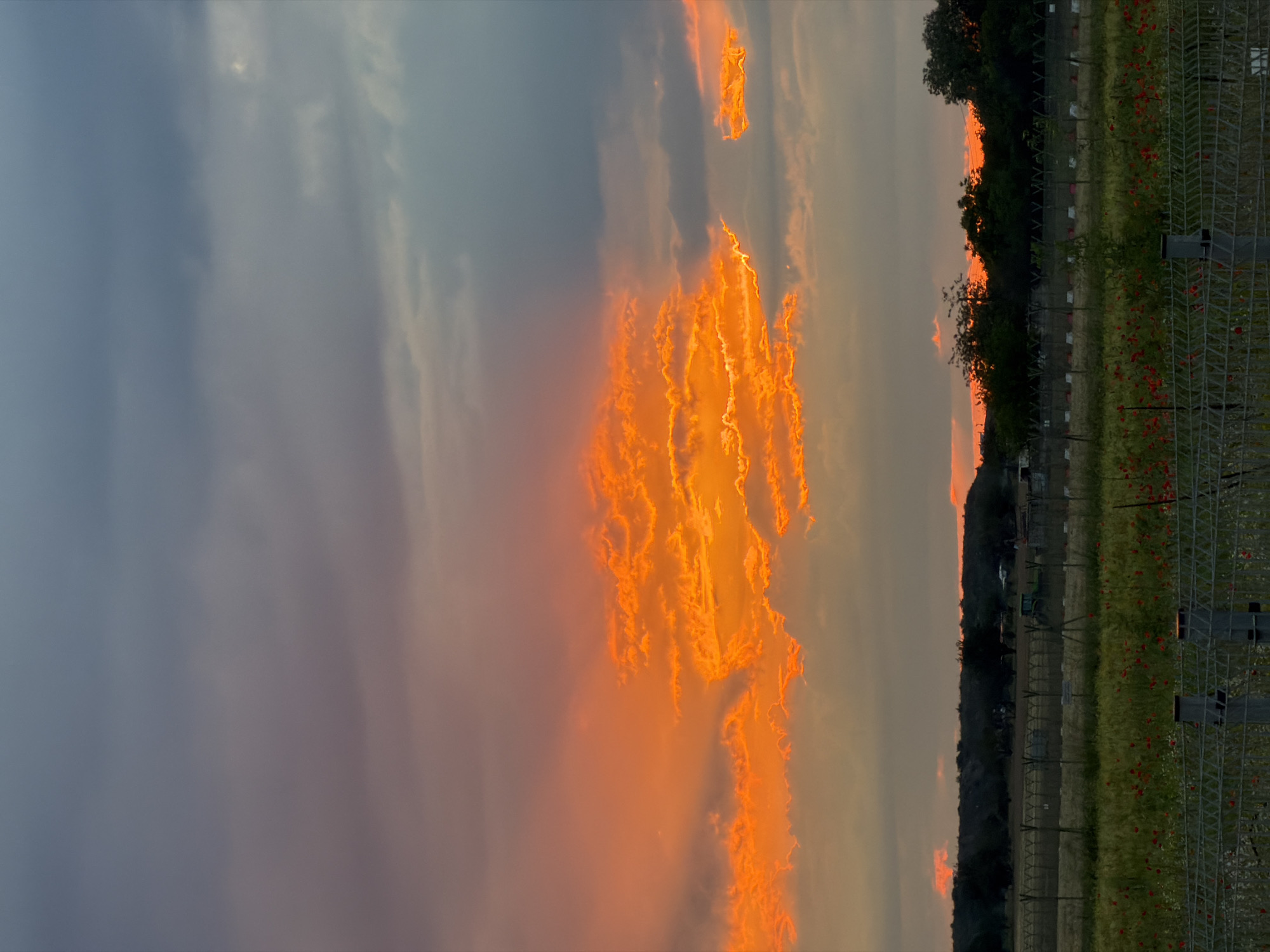 The image depicts a striking sunset over a landscape near Sofia, Bulgaria, showcasing a dramatic interplay of light and color in the sky.
The sky occupies the majority of the frame, dominated by a spectacular display of clouds illuminated by the setting sun. A prominent band of intensely bright orange and golden clouds stretches across the middle and right side of the sky, appearing almost fiery or molten against the softer, cooler tones of blue, grey, and subtle purple that fade towards the upper left. The intricate patterns and glowing edges of these clouds suggest significant atmospheric activity and the direct angle of the sun.
Along the horizon, a dark, silhouetted line of dense trees and foliage is visible, forming a natural boundary between the sky and the ground. Below this treeline, the landscape appears to be an open field or agricultural land. In the foreground, particularly on the right side, there is a section of a metallic fence, possibly a mesh or wire barrier, extending vertically. Beyond this fence, a field is dotted with numerous small red flowers, strongly resembling poppies, adding a vibrant touch of color to the lower portion of the scene.
The time of day is unequivocally sunset or dusk, characterized by the rich, warm hues in the sky and the growing shadows on the land. The overall atmosphere conveyed is one of natural beauty and a powerful display of light at the end of the day. There is no visible text in the image.